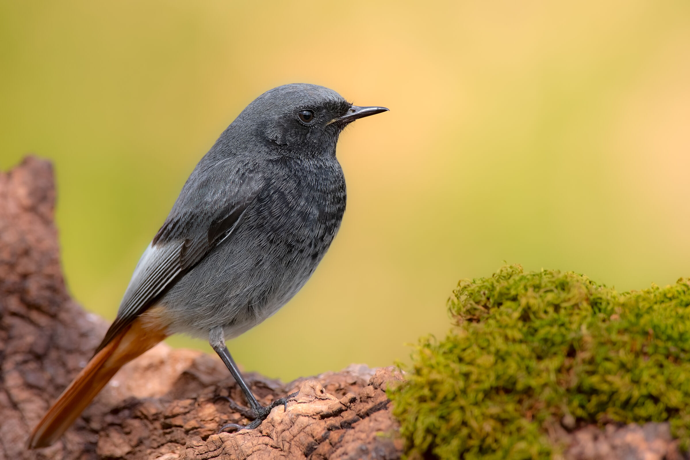 codirosso chimney sweep male