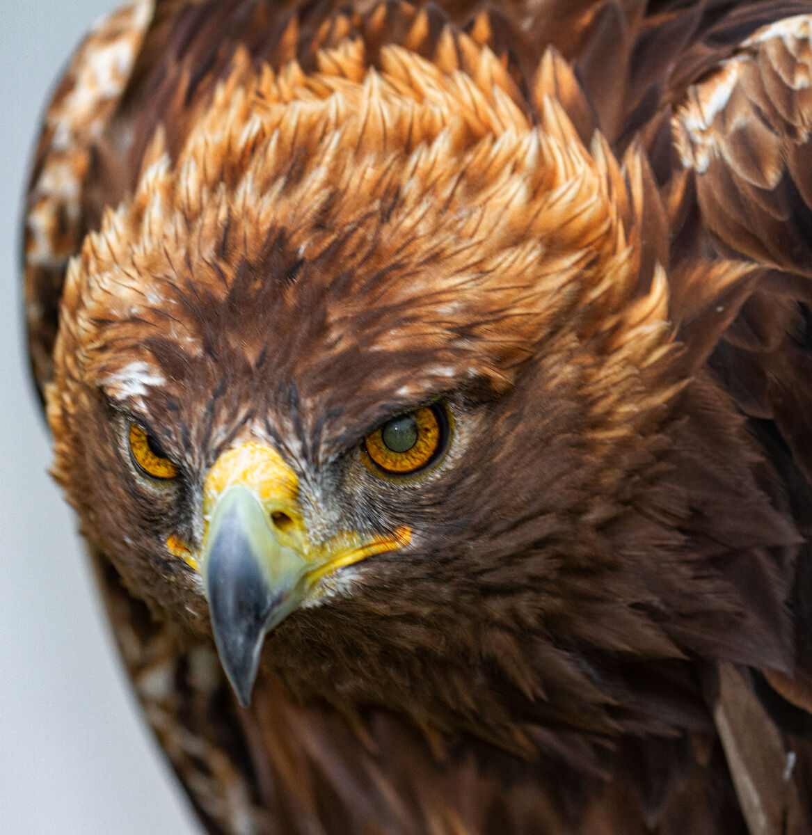 Golden Eagle