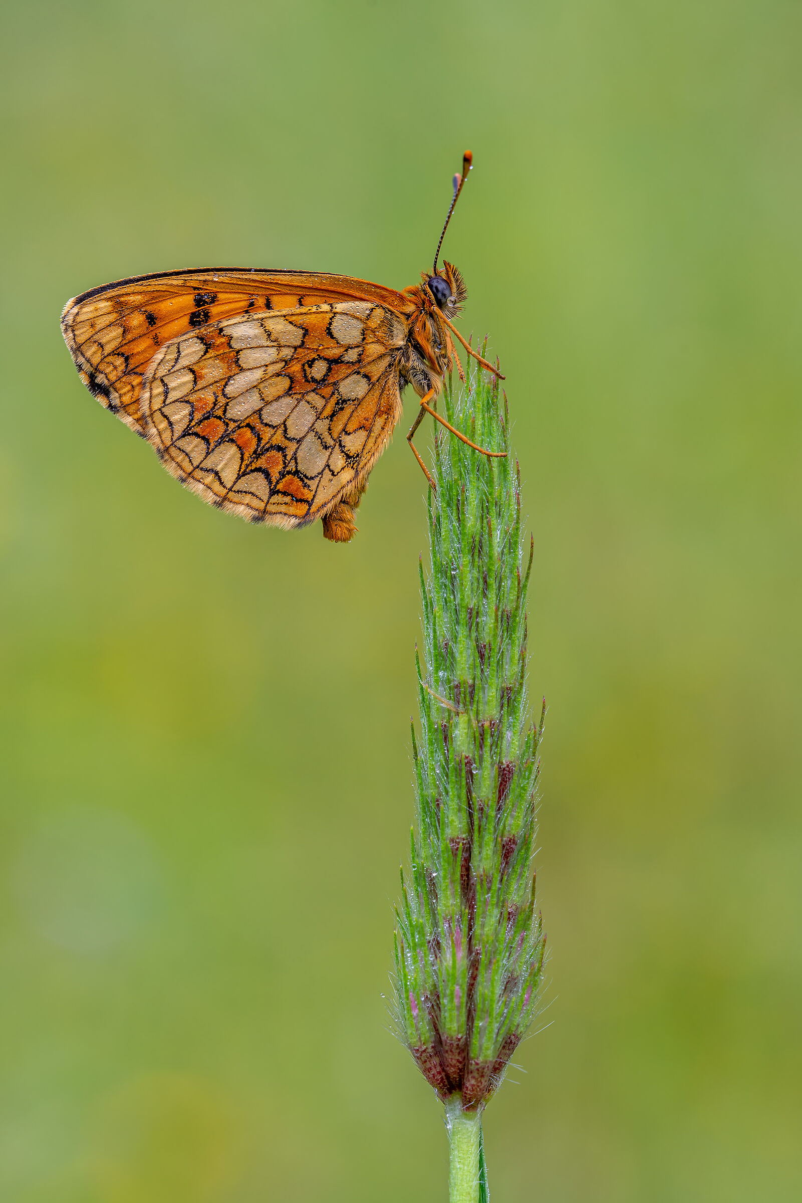 Melitaea