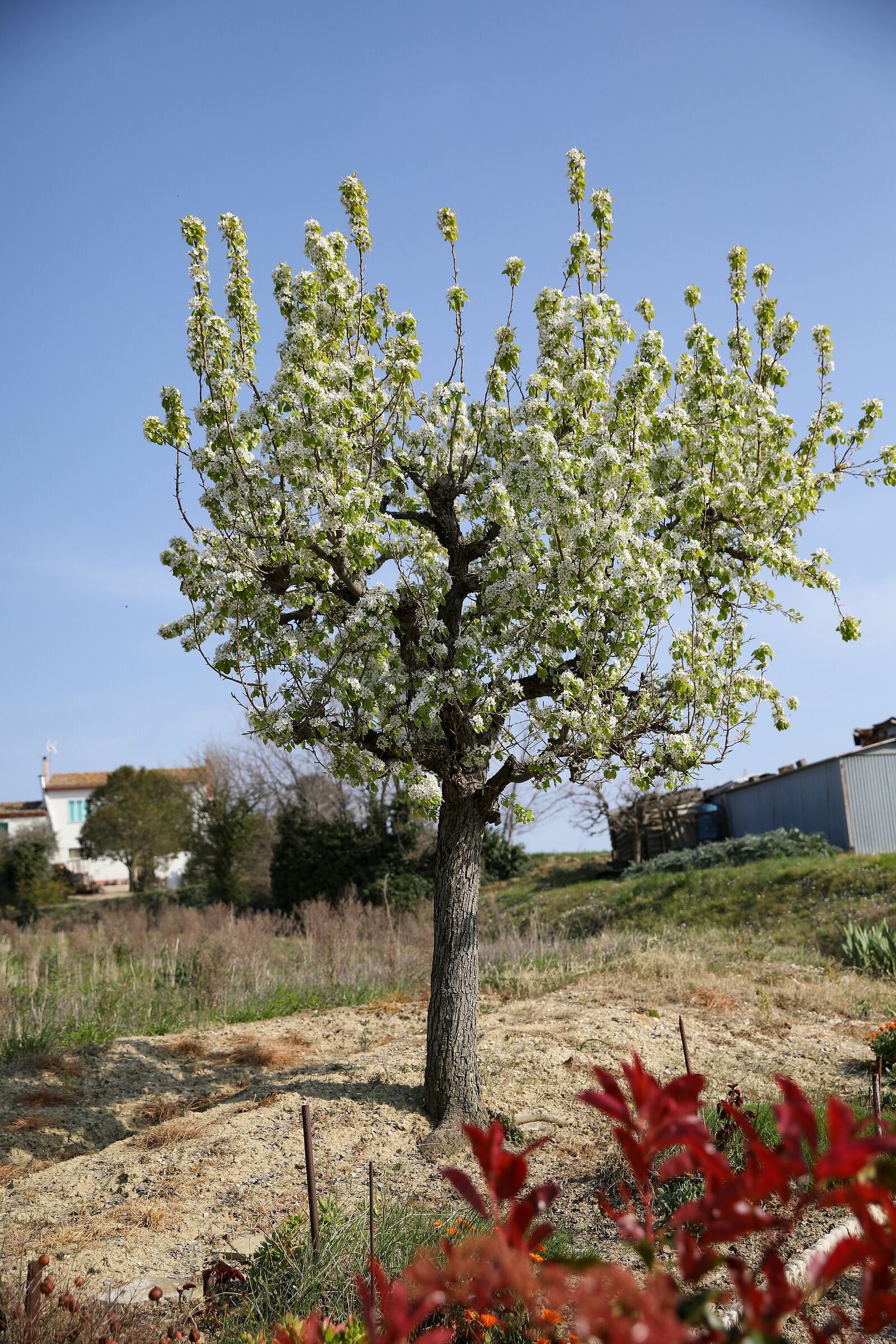 Tree in bloom