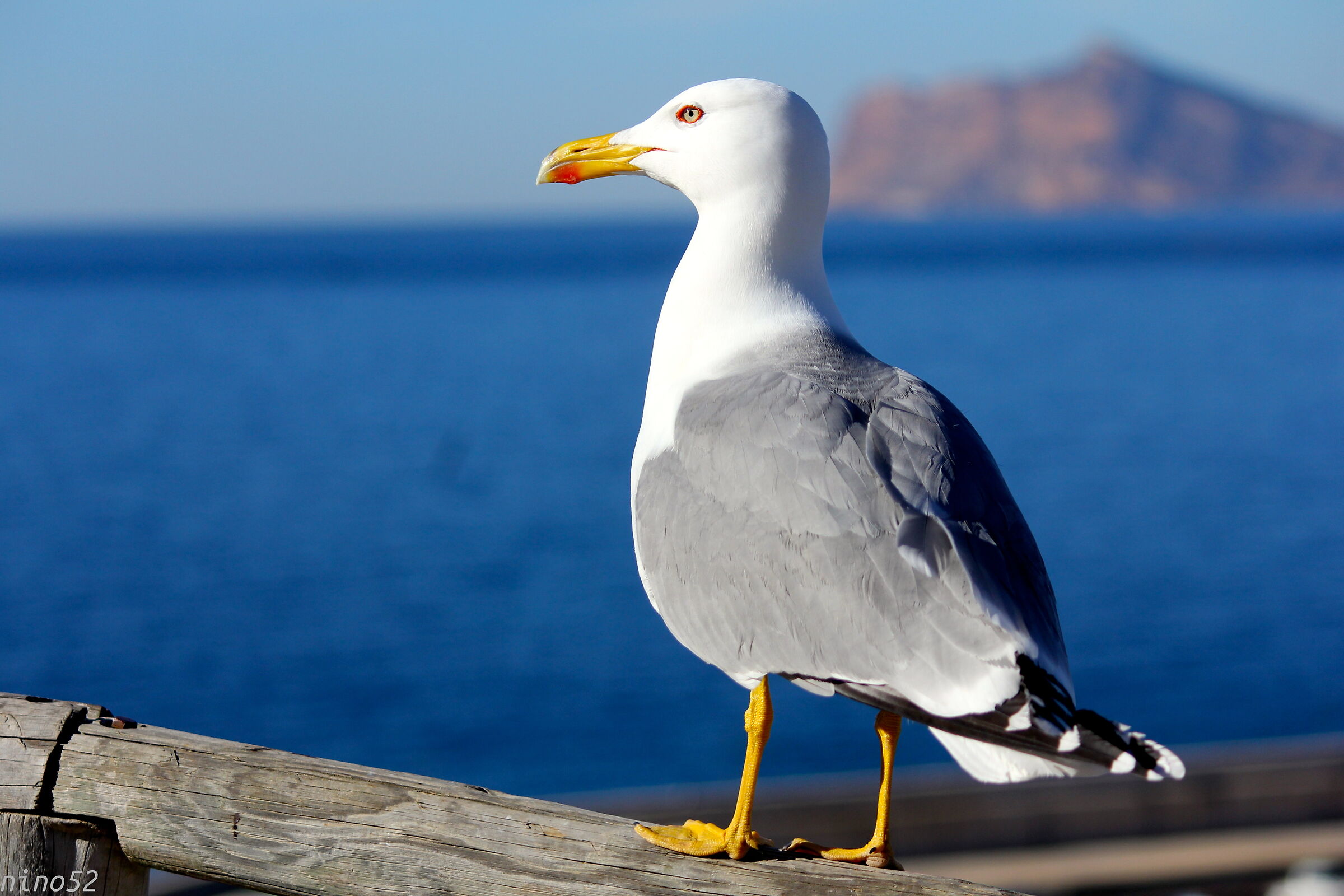 To pose paid him with a pizza