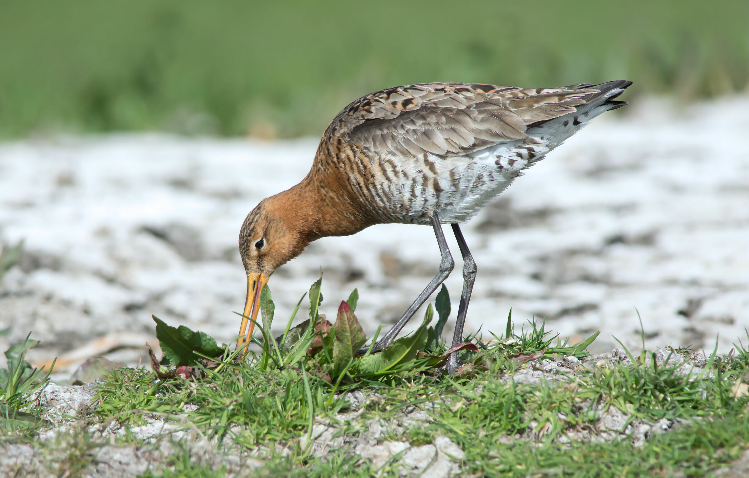 La coda nera godwitt