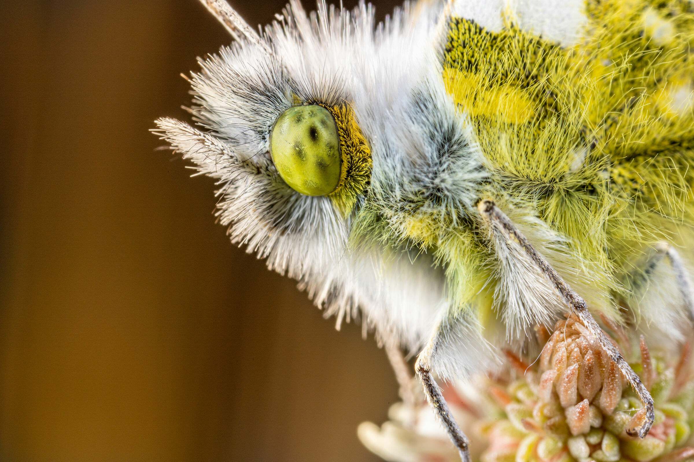 Anthocharis cardamines