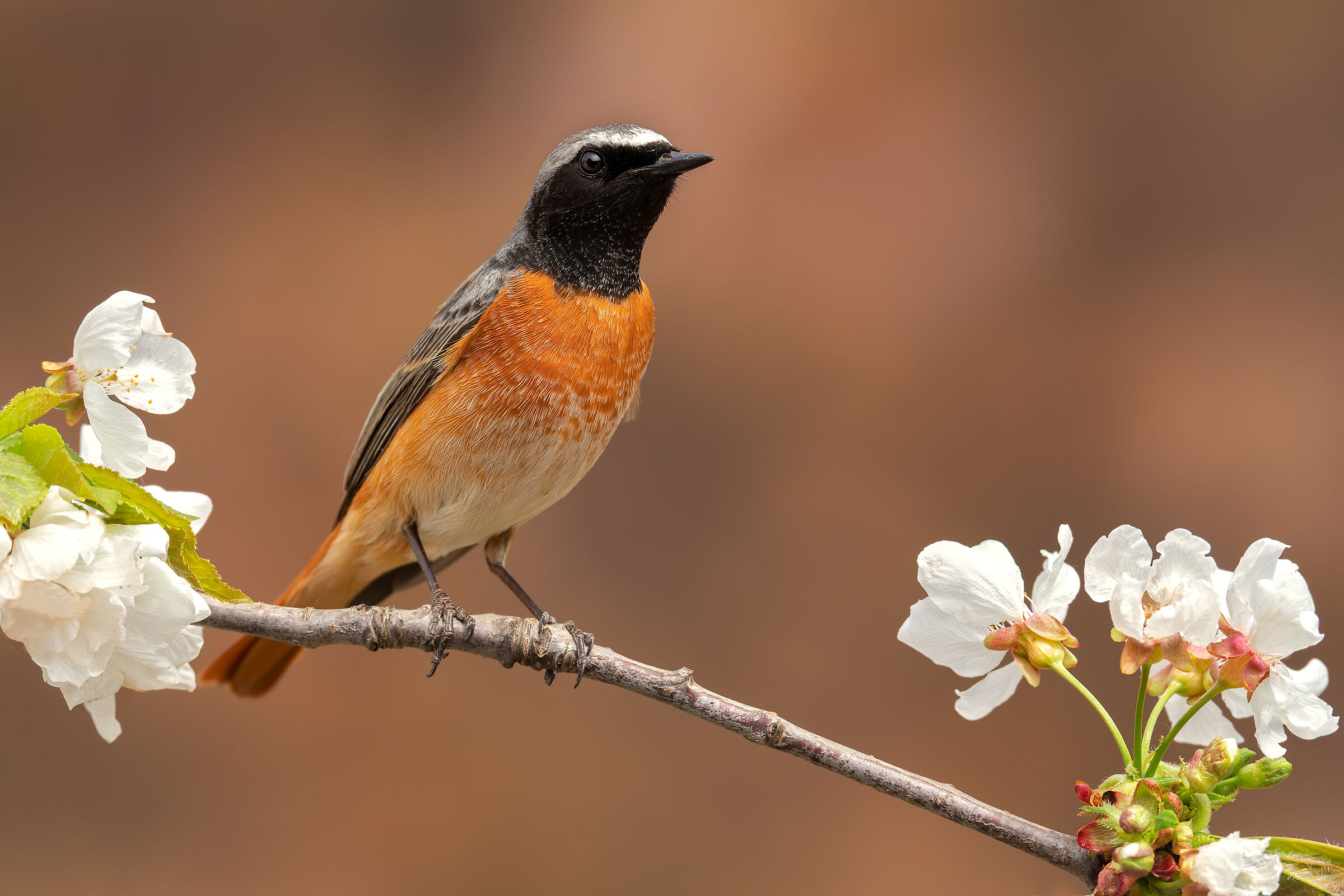 The Cherry Codirosso