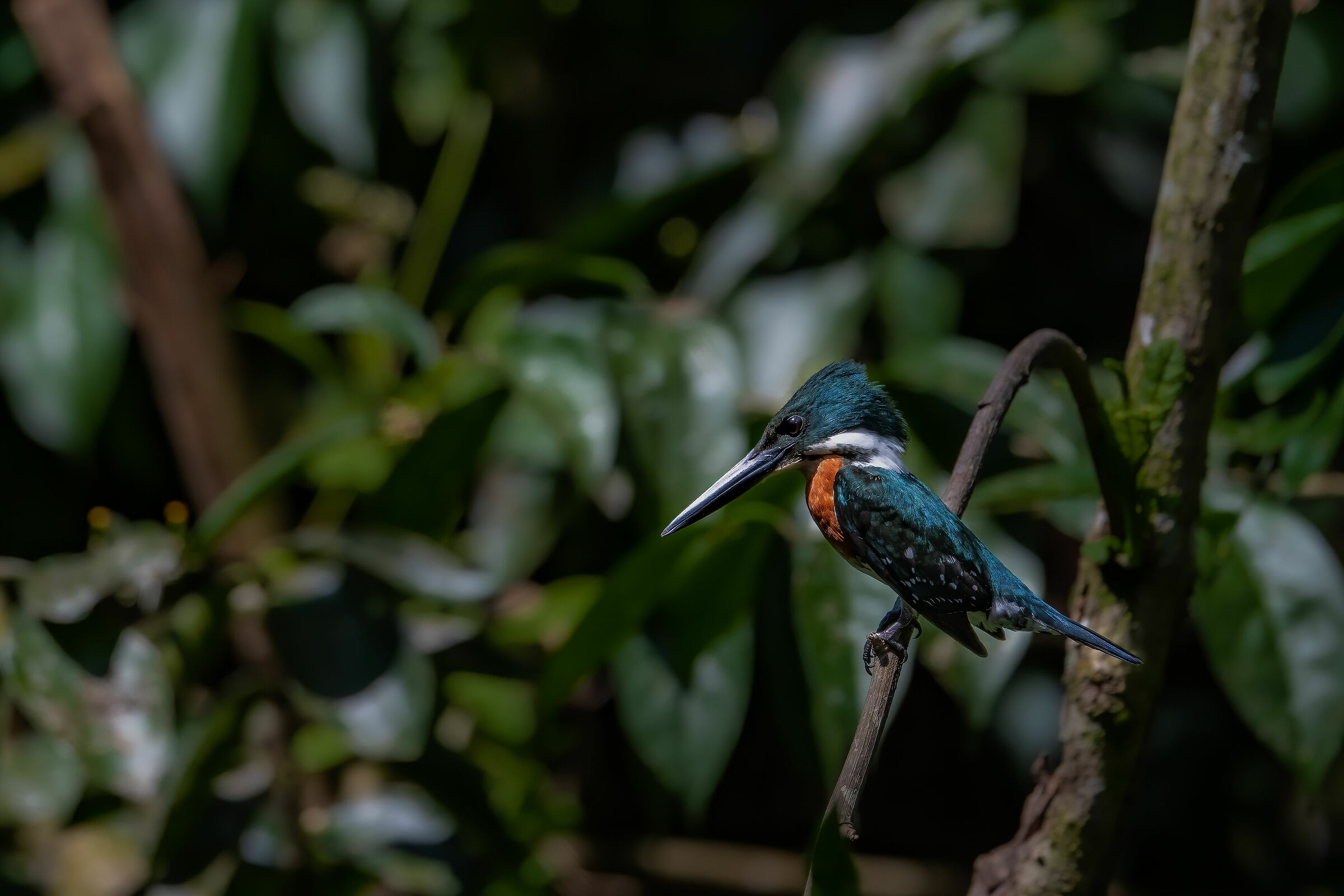Amazon Kingfisher