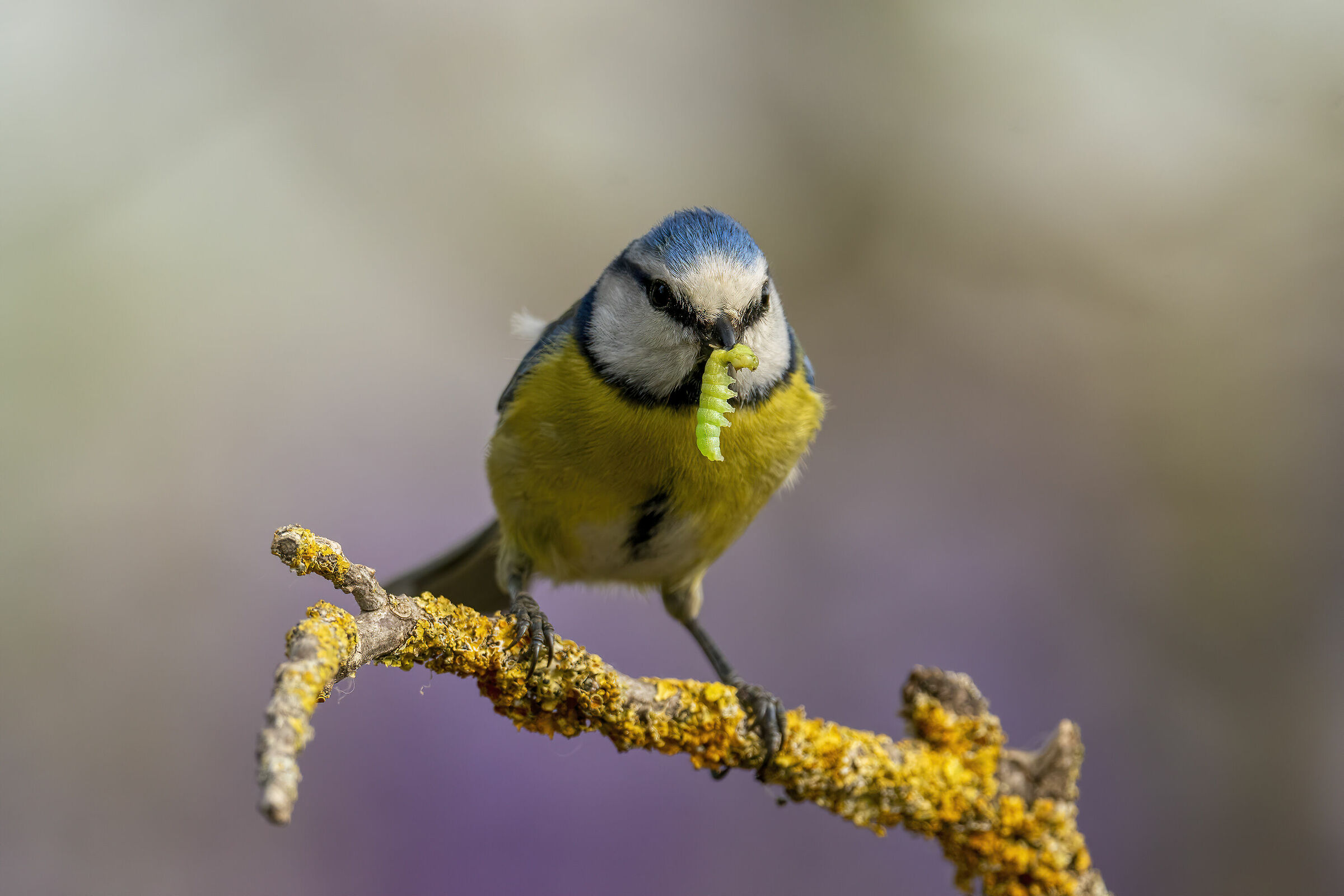 Un ghiotto boccone per i piccoli