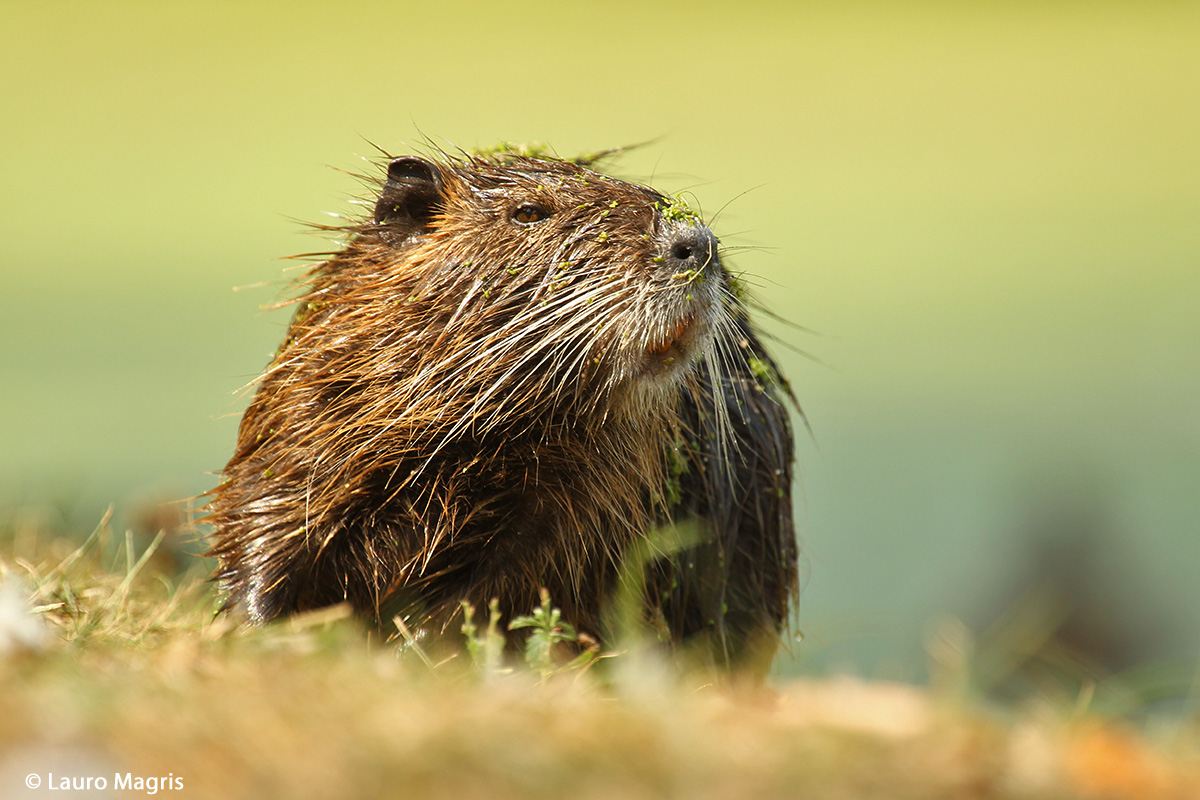 Lady Nutria