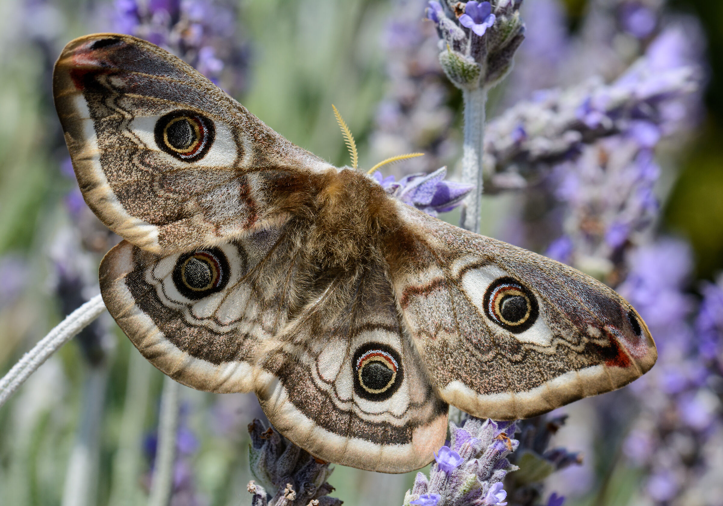 Saturnia peacock