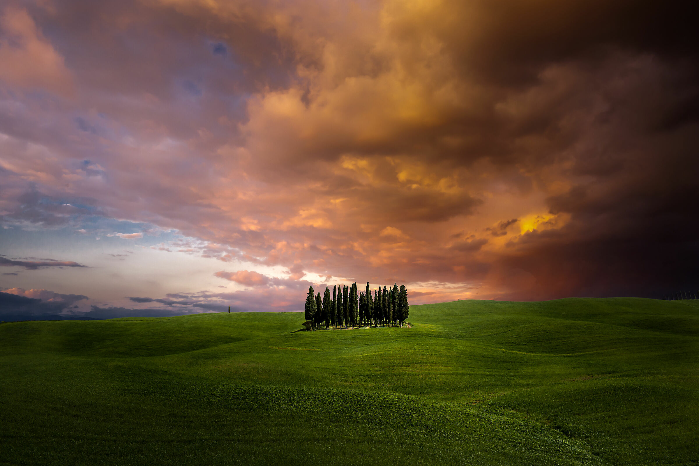 Cypresses in a Tuscan meadow