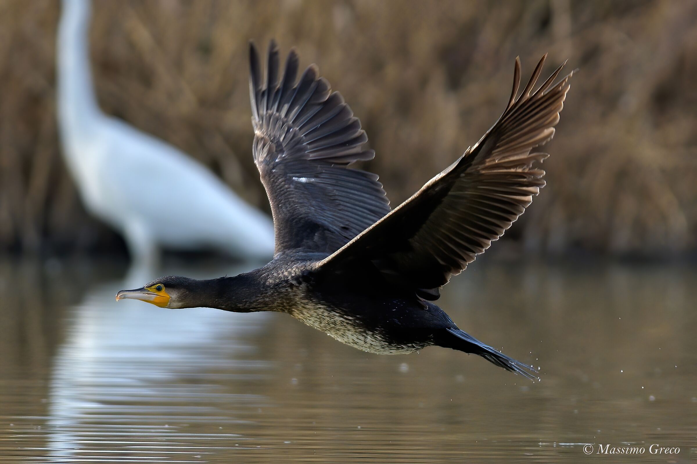 Cormorant (Phalacrocorax carbo)