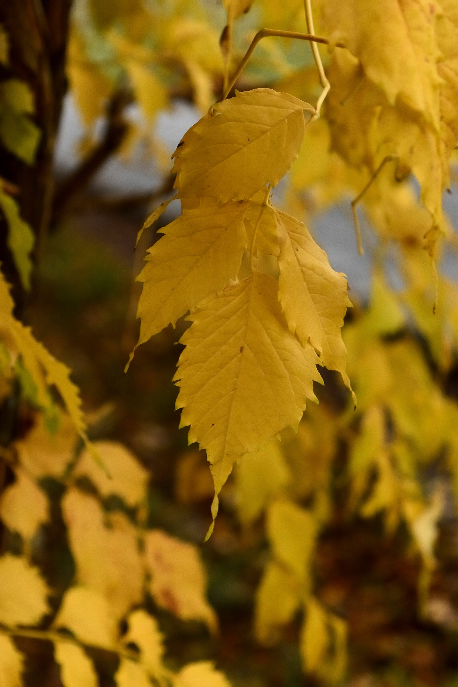 Yellow Leaves
