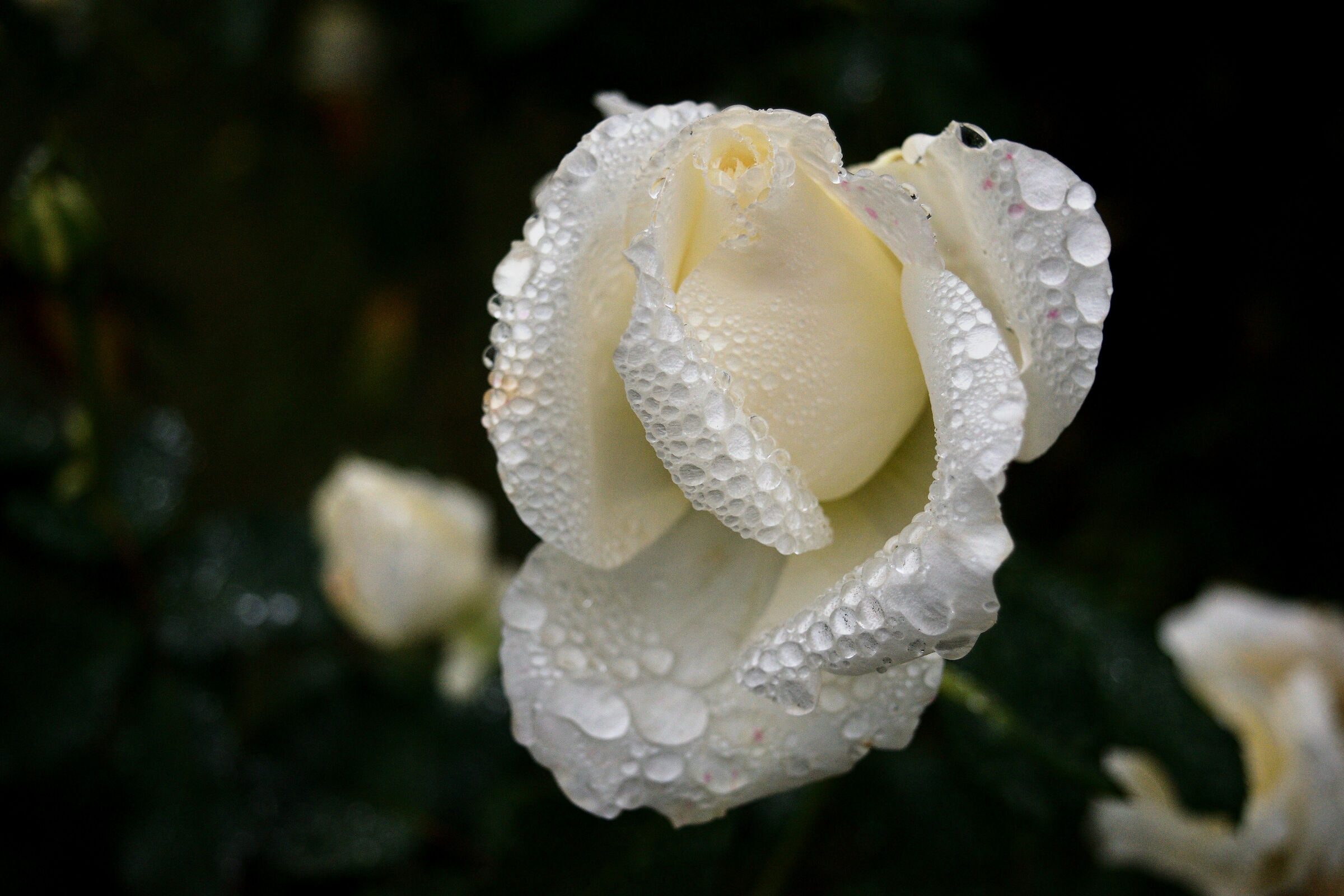 White Rose