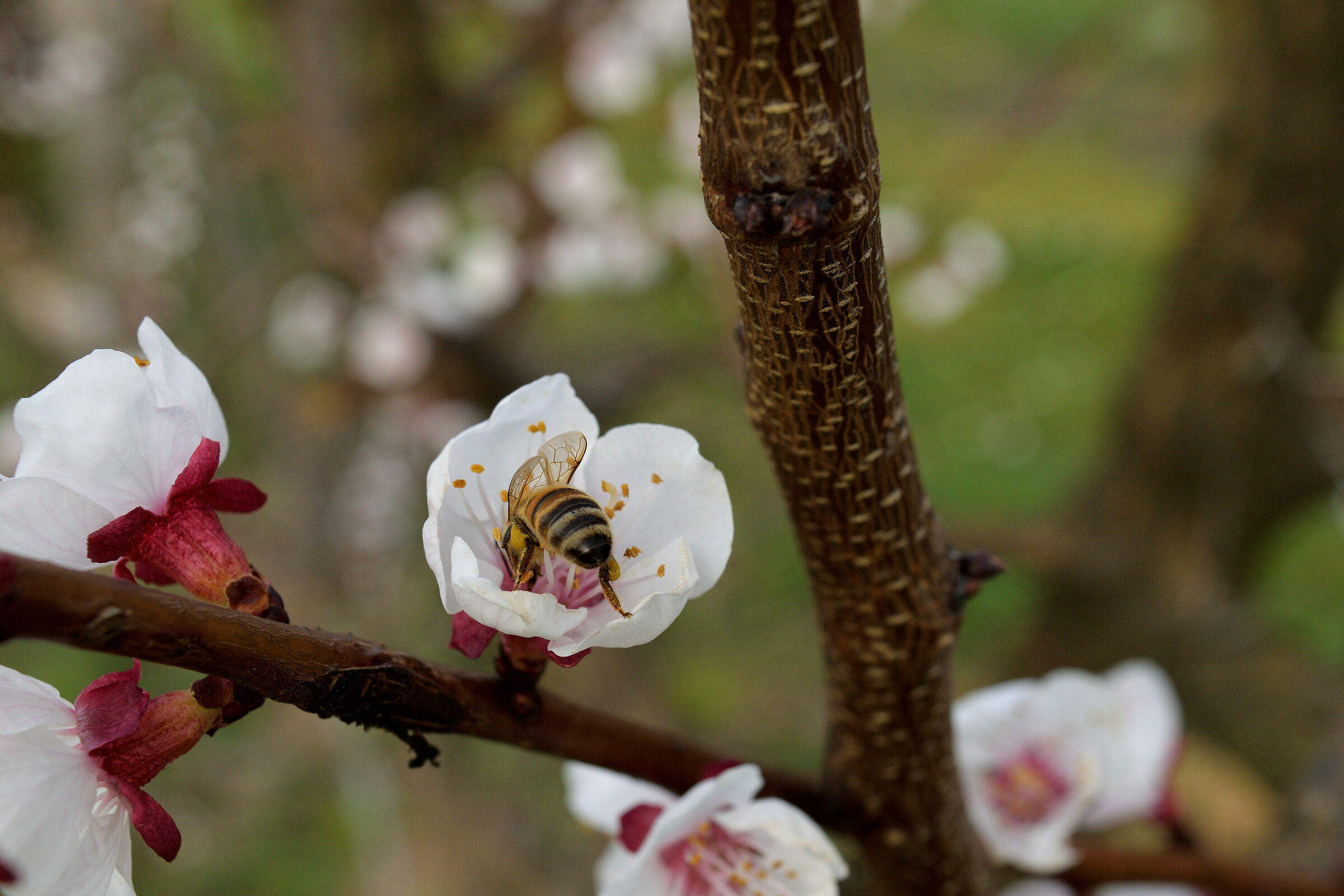 Flower with bee