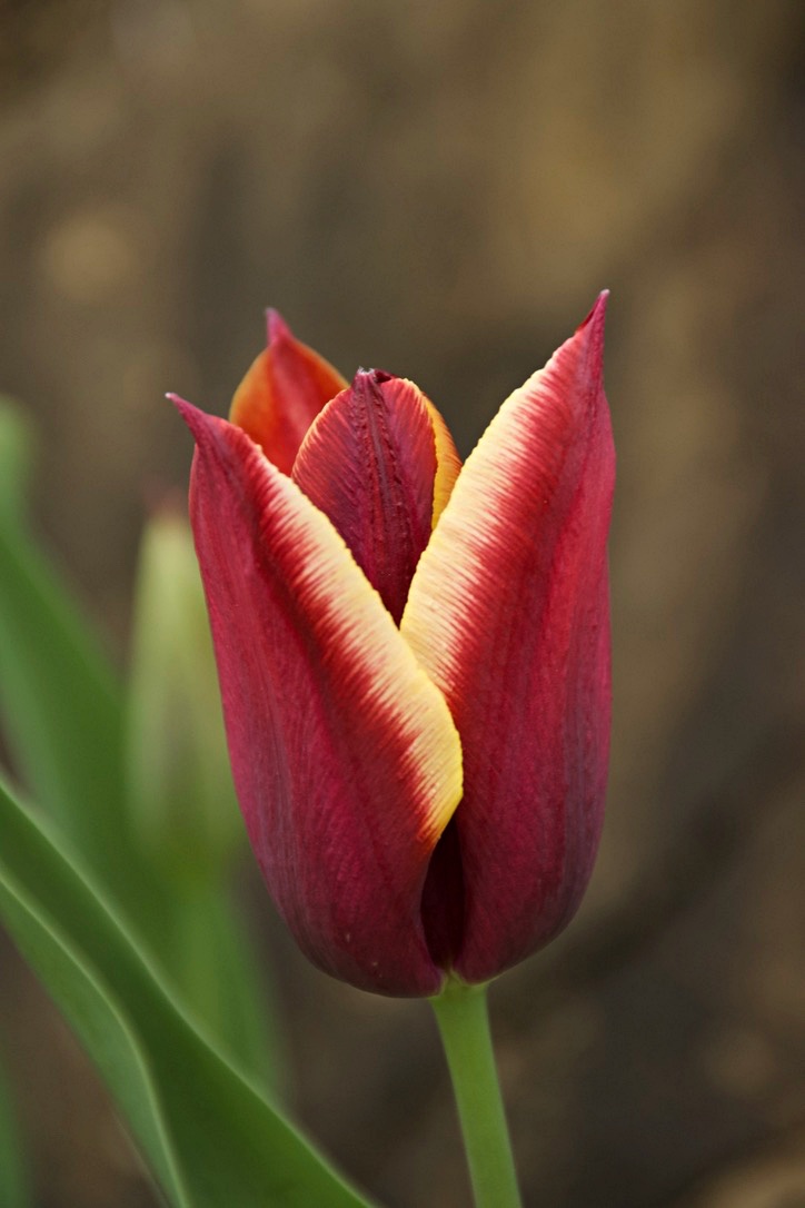 Tulip