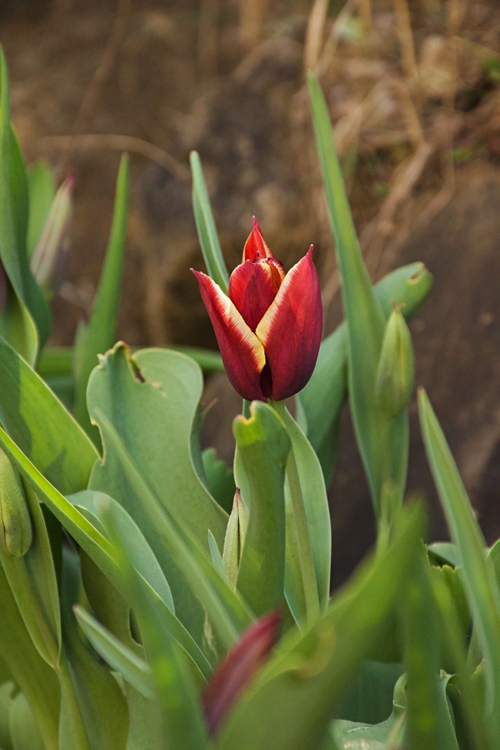 Tulip