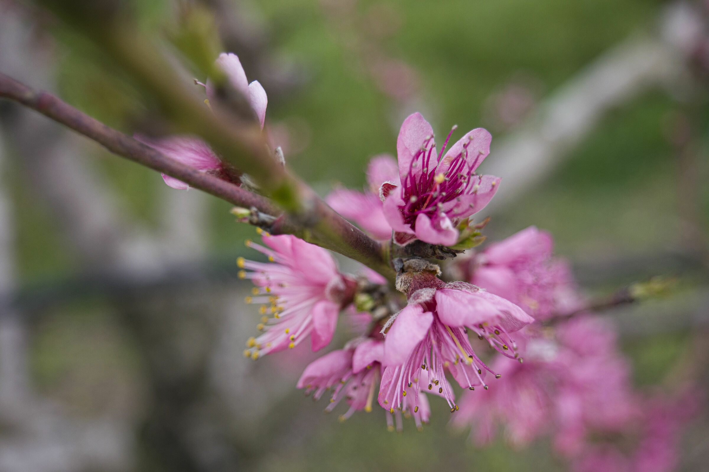 Pink Flowers