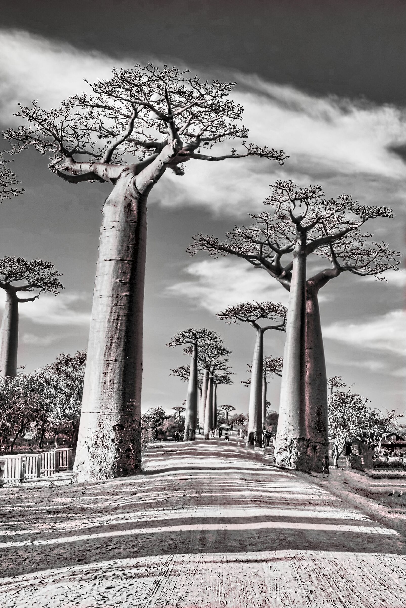 alle de baobab