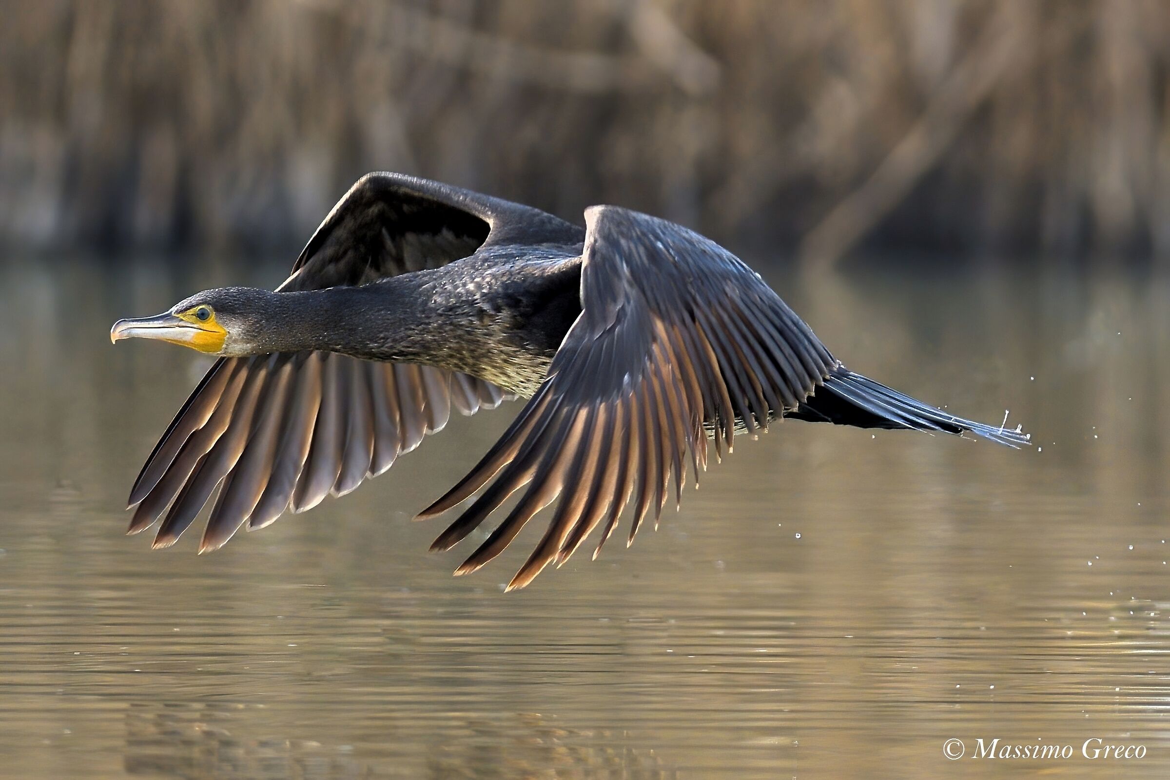 Cormorant (Phalacrocorax carbo)