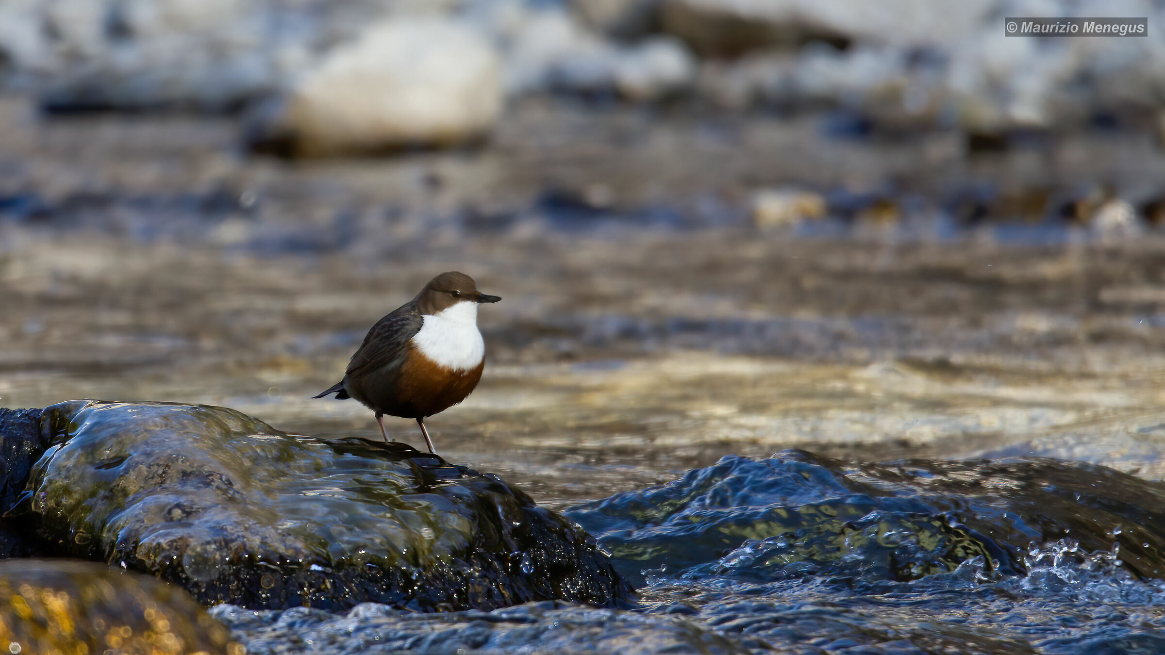 Merlo acquaiolo 2017 Dolomiti