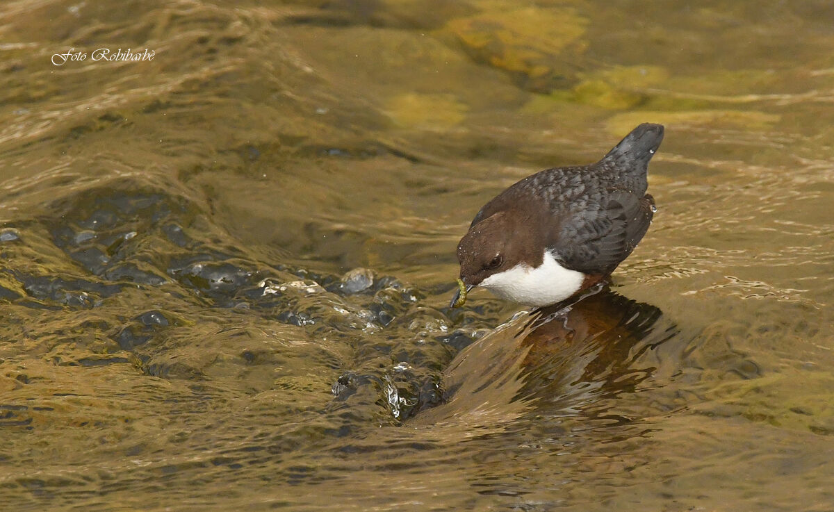 Blackbird watermaker...