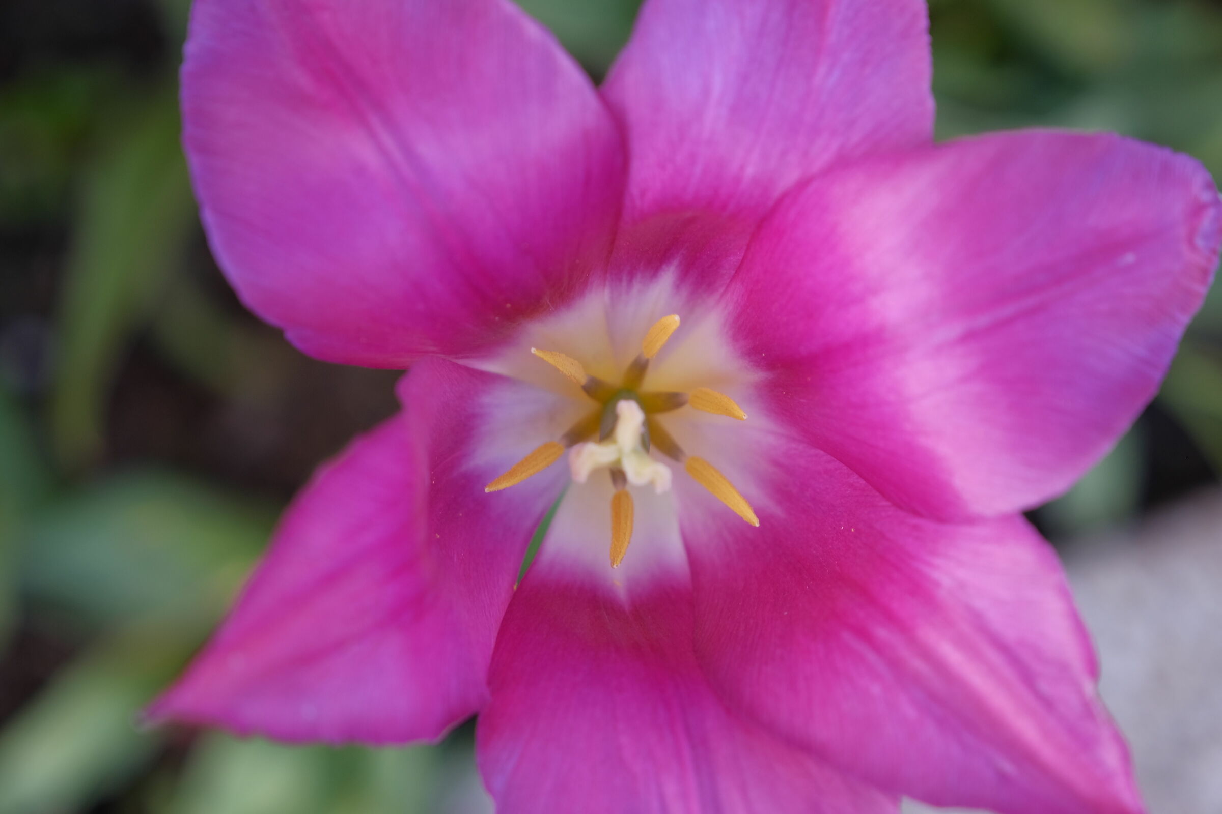 Tulip