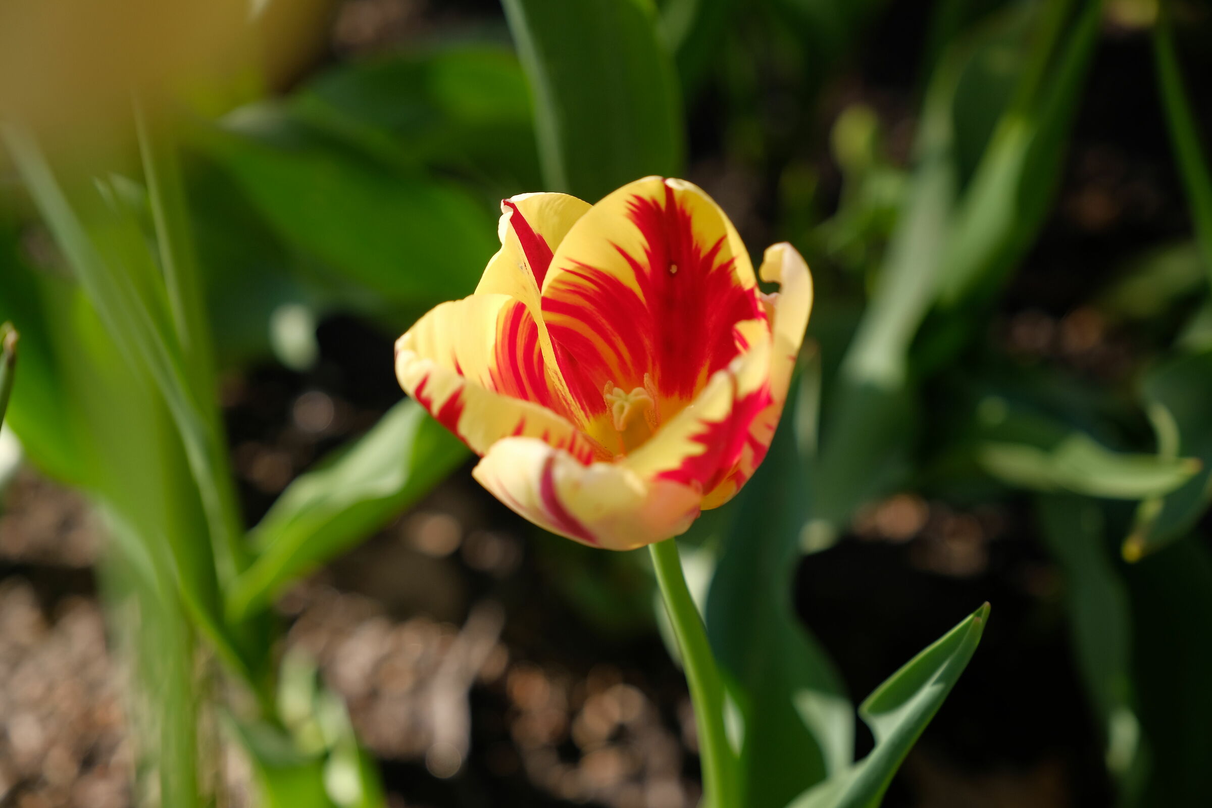 Tulip