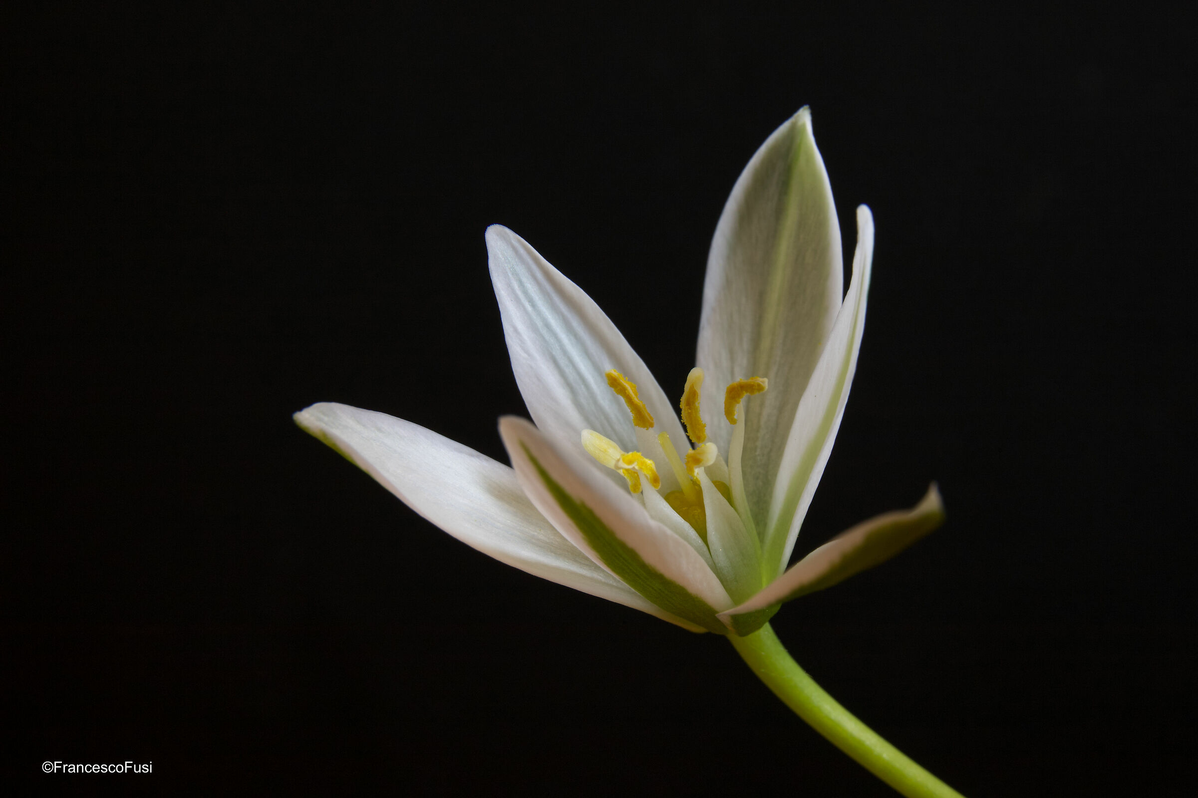 Ornithogalum umbellatum