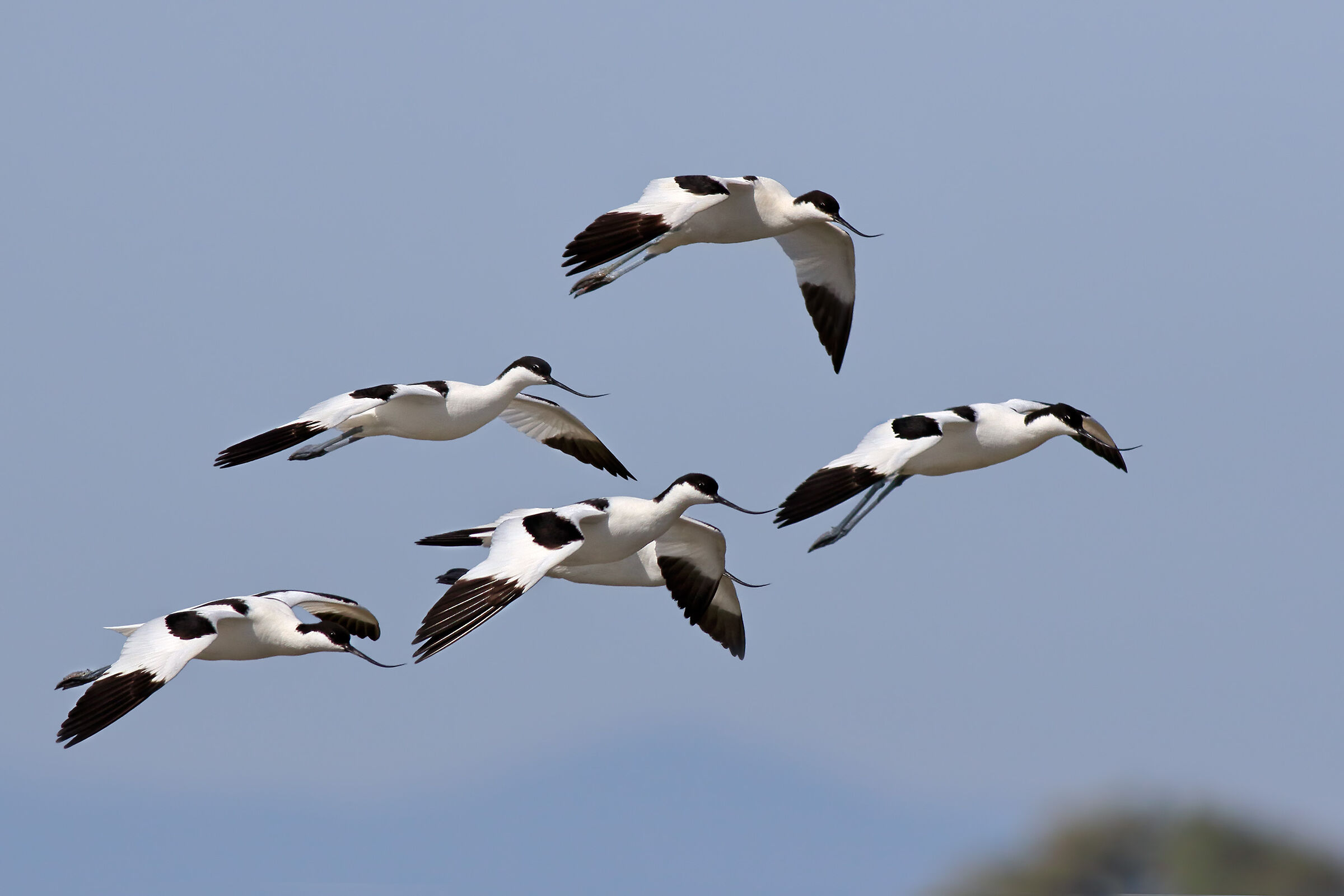Avocettes in spring migration