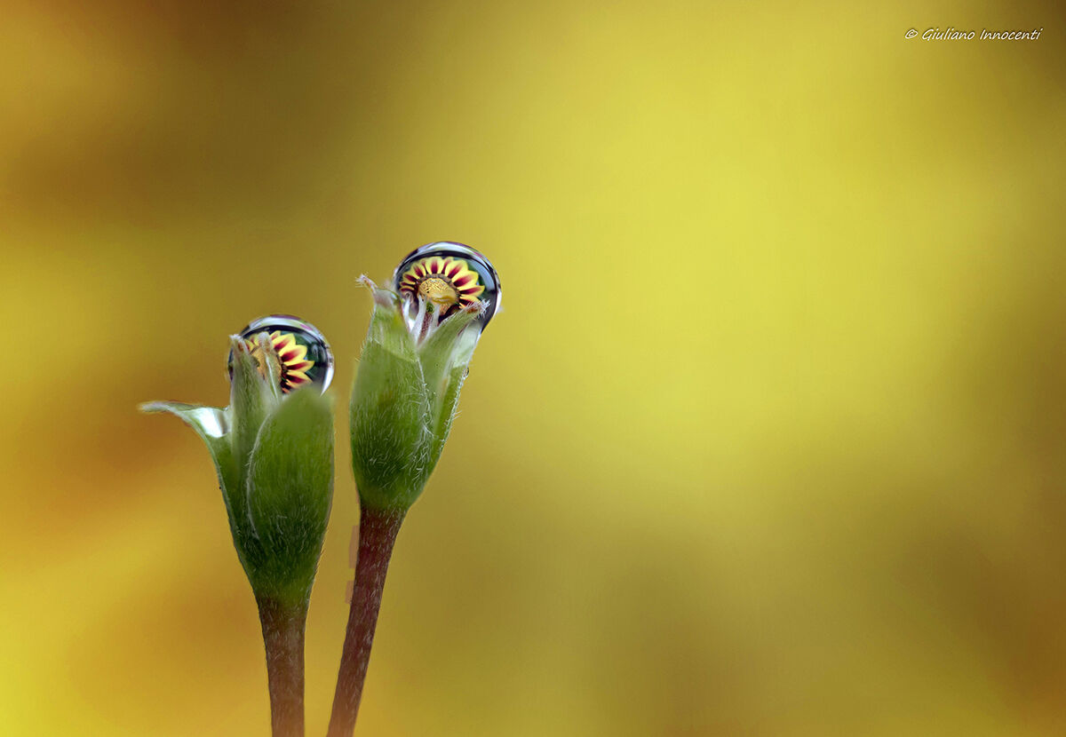 siamo la coppia più bella del mondo....