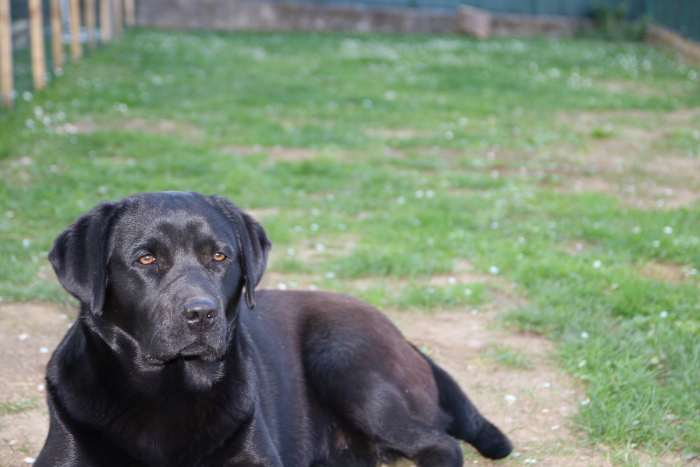 Zelda labrador femmina