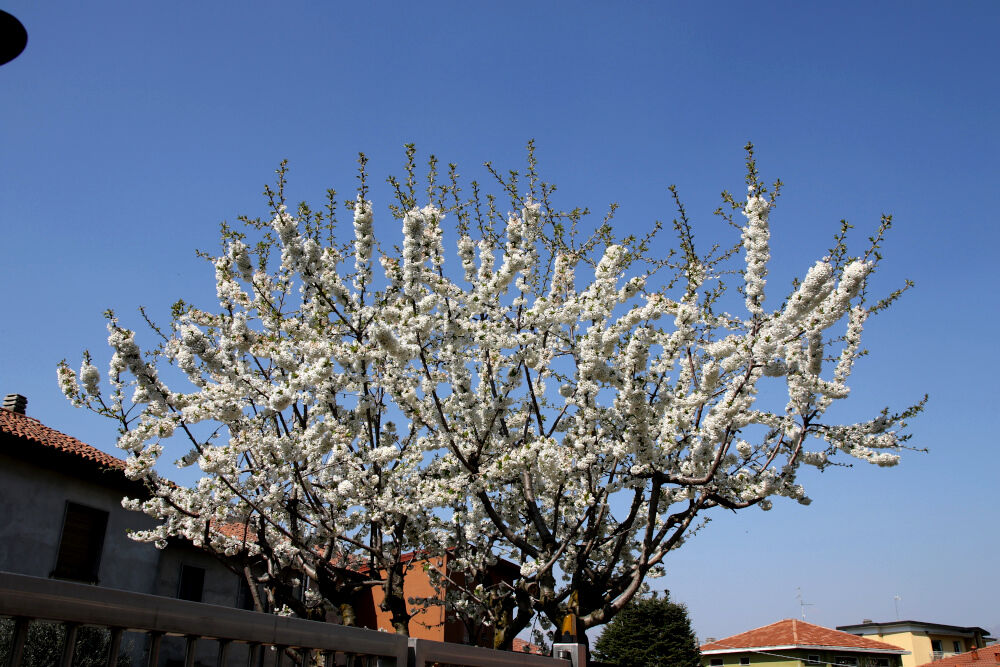 Ciliegio in fiore