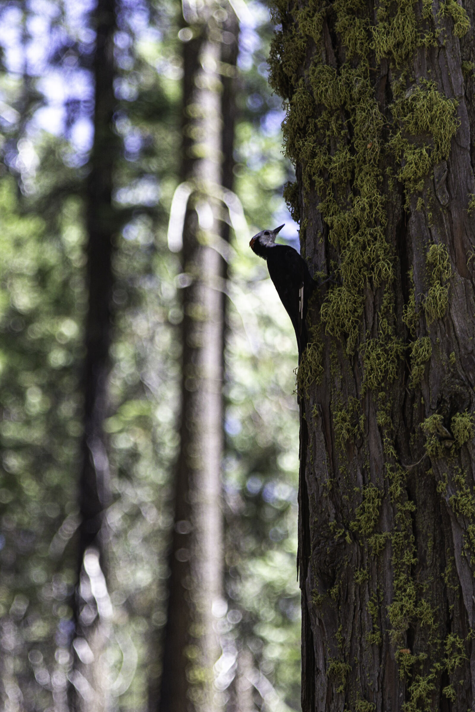 Stati Uniti 2019 - Mariposa Grove