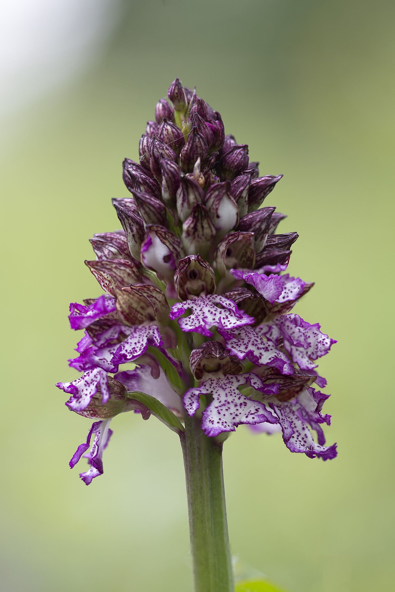 Purple Orchis