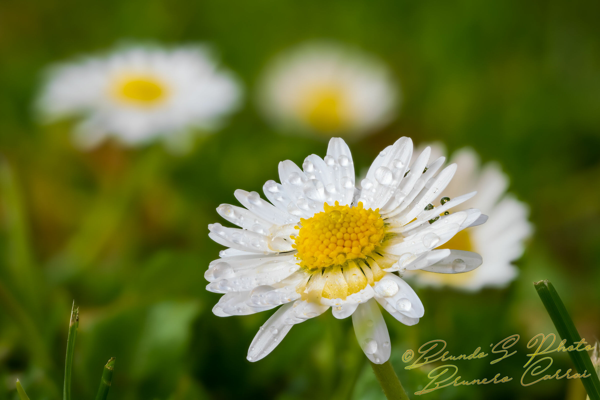 Drops of water on daisies!!