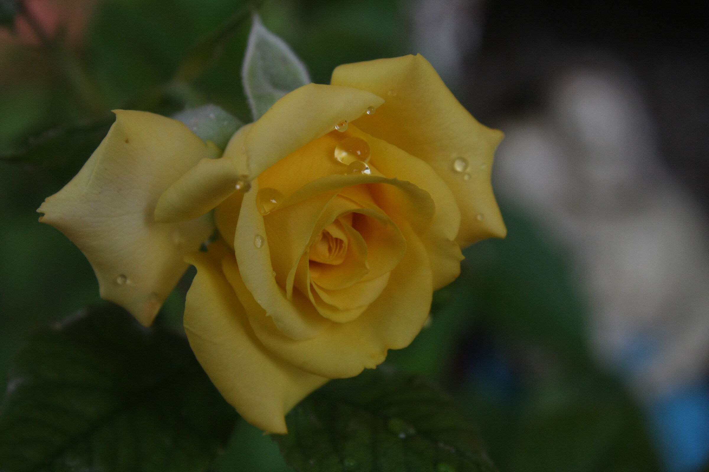 yellow rose