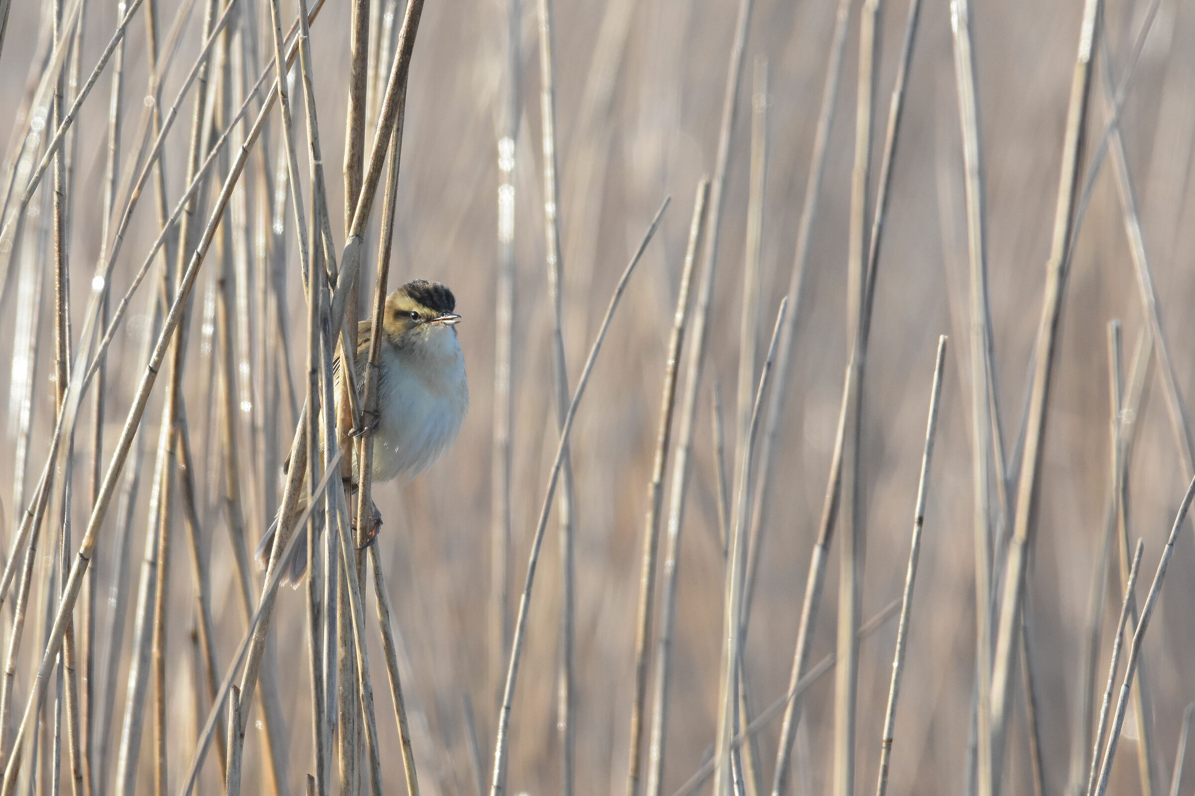 Sedge Warbler