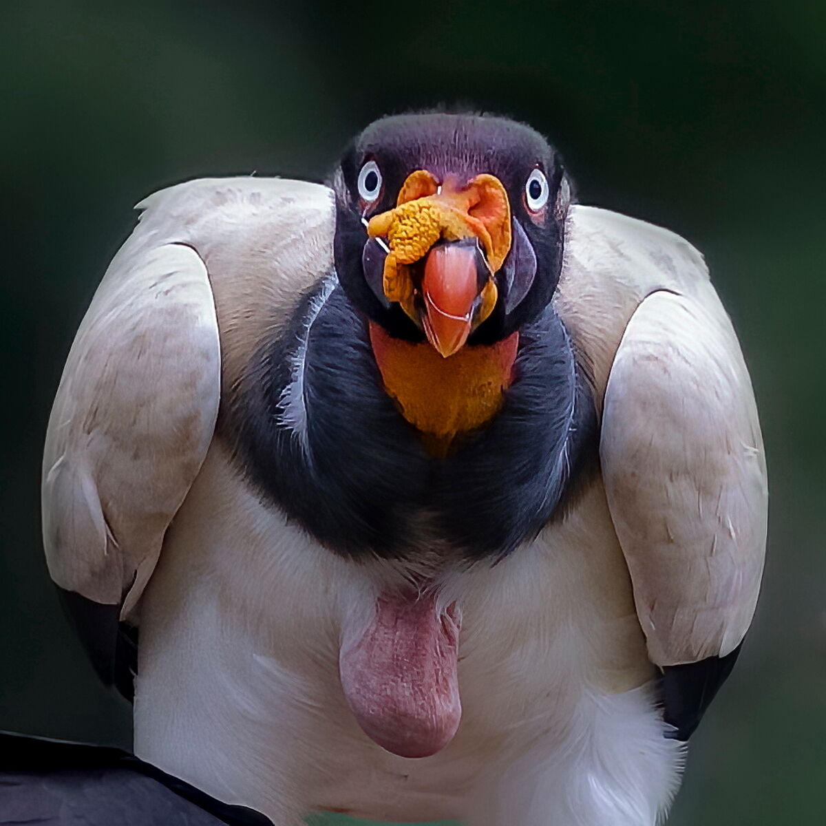 Sarcoramphus papa (Avvoltoio reale)