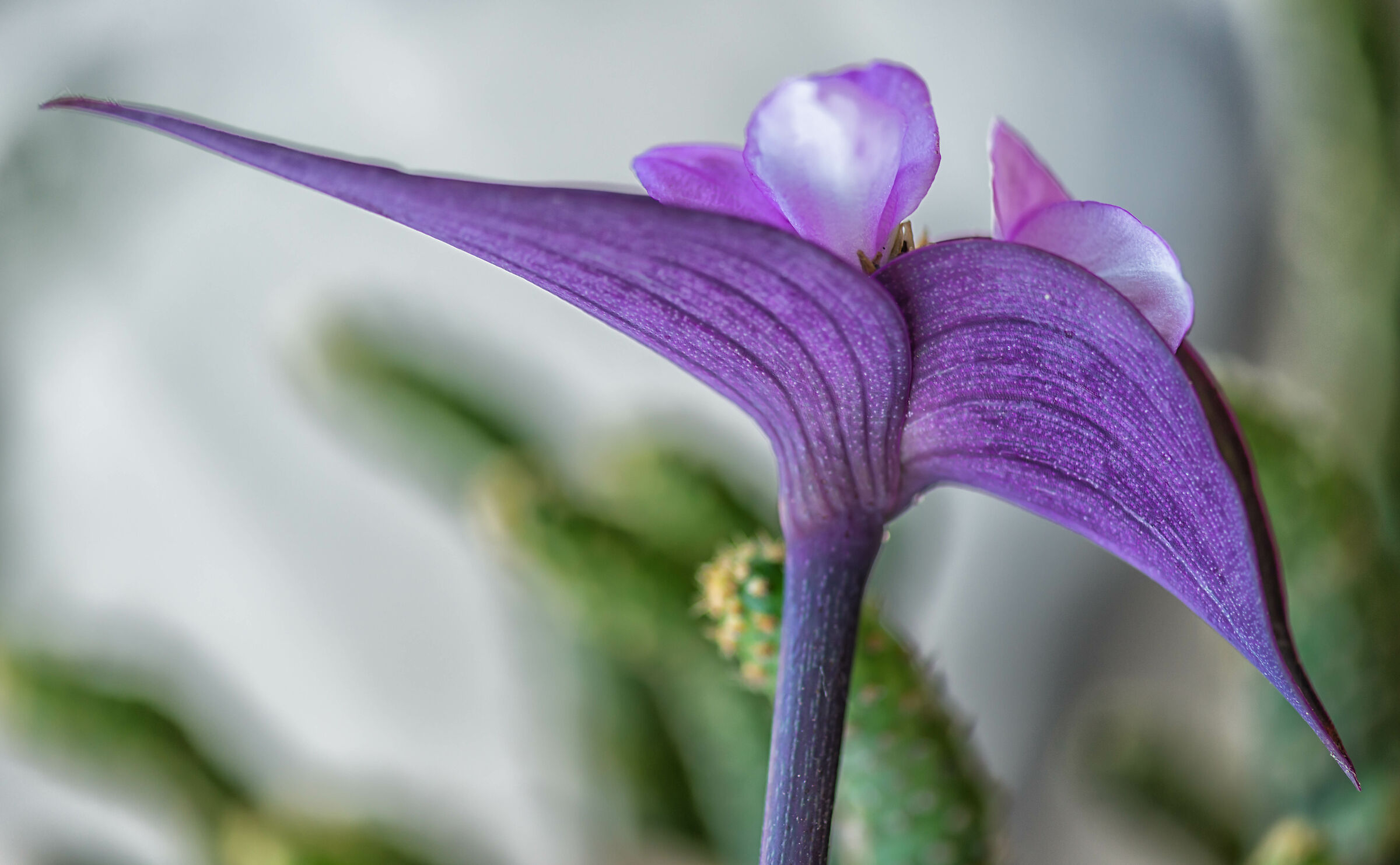 Lady-in-a-boat Flower
