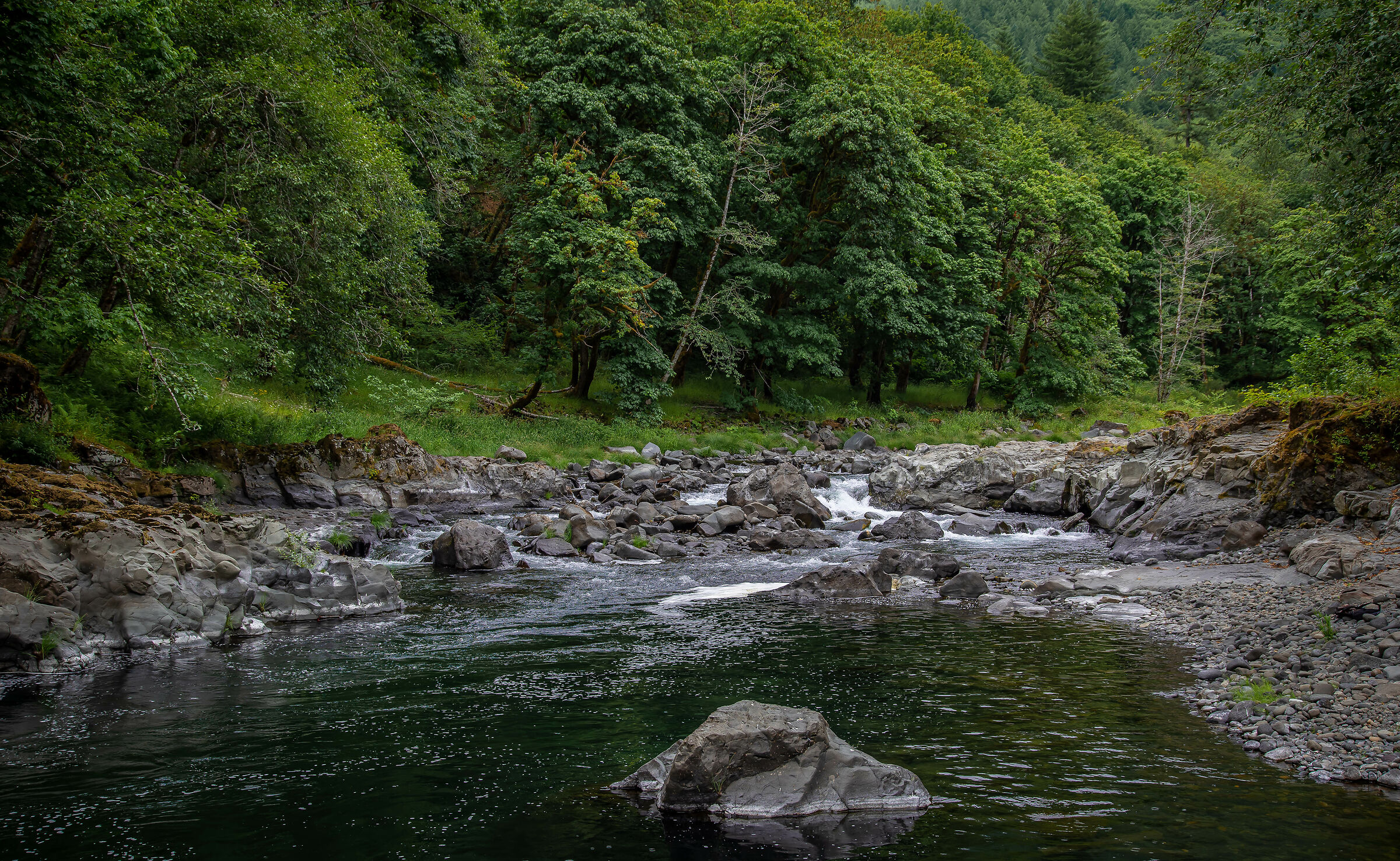 Foresta pluviale dell'Oregon