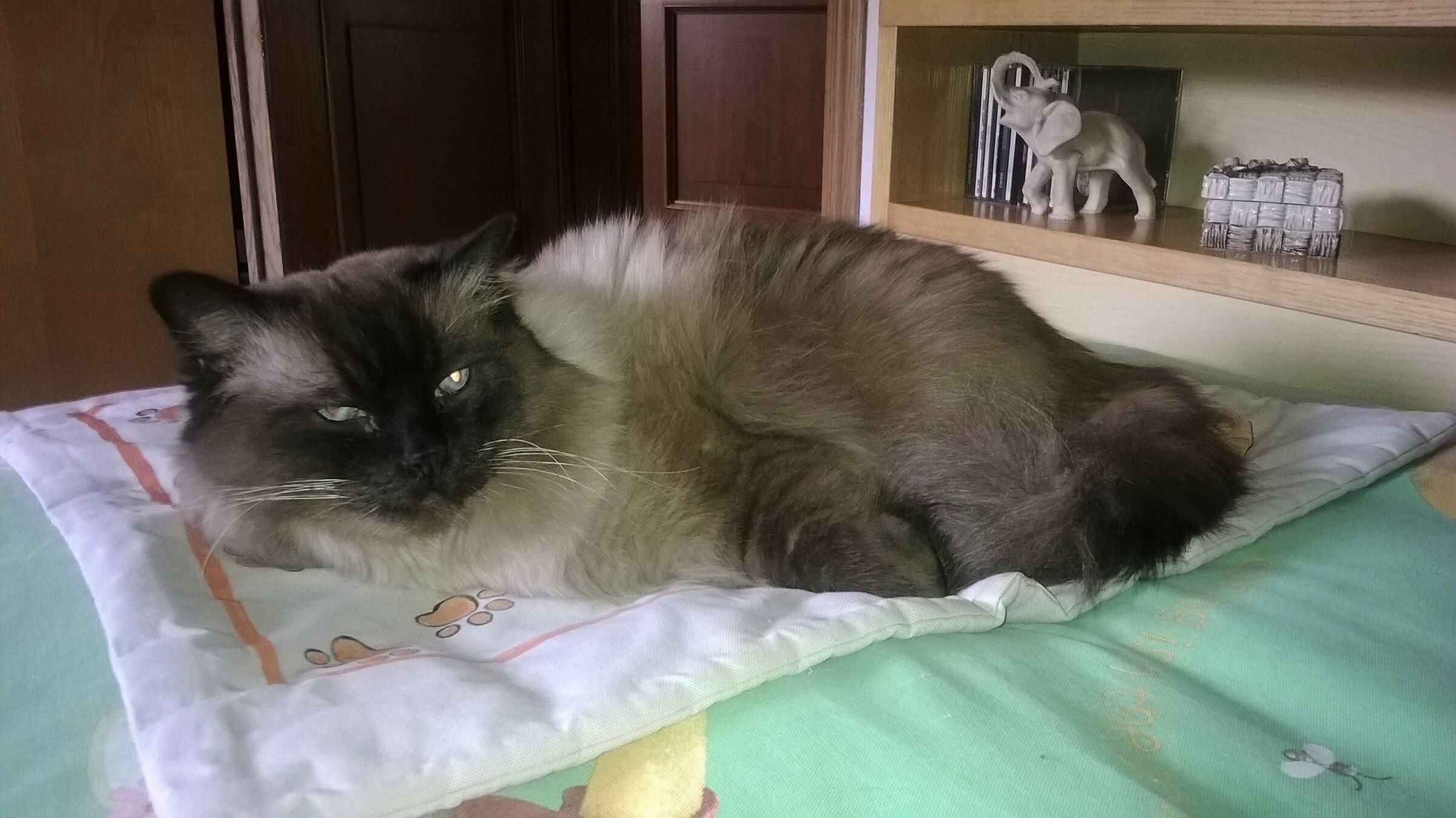 Perche mi ai svegiata