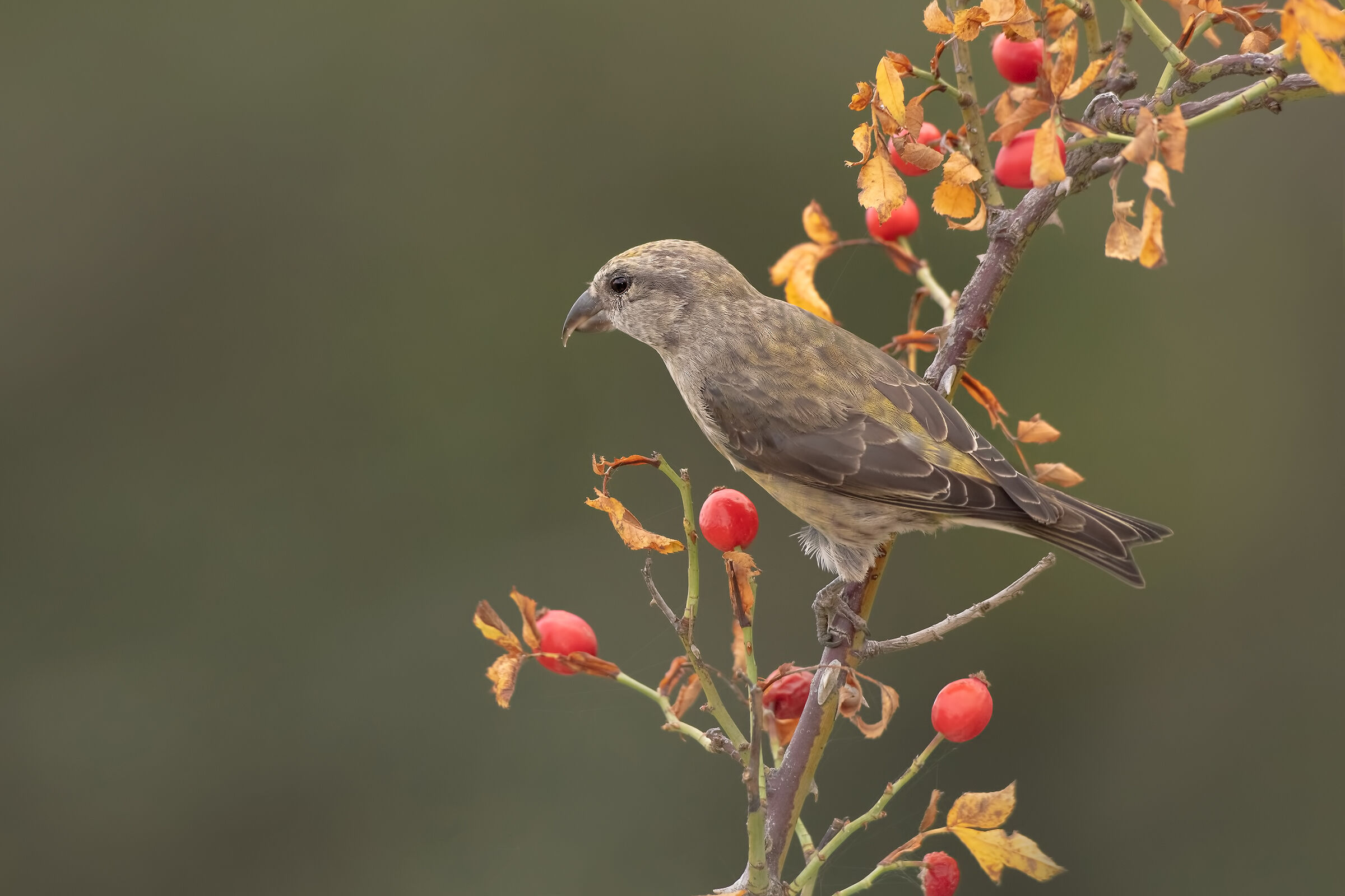 Crociere (Loxia curvirostra) - Autunno 2018