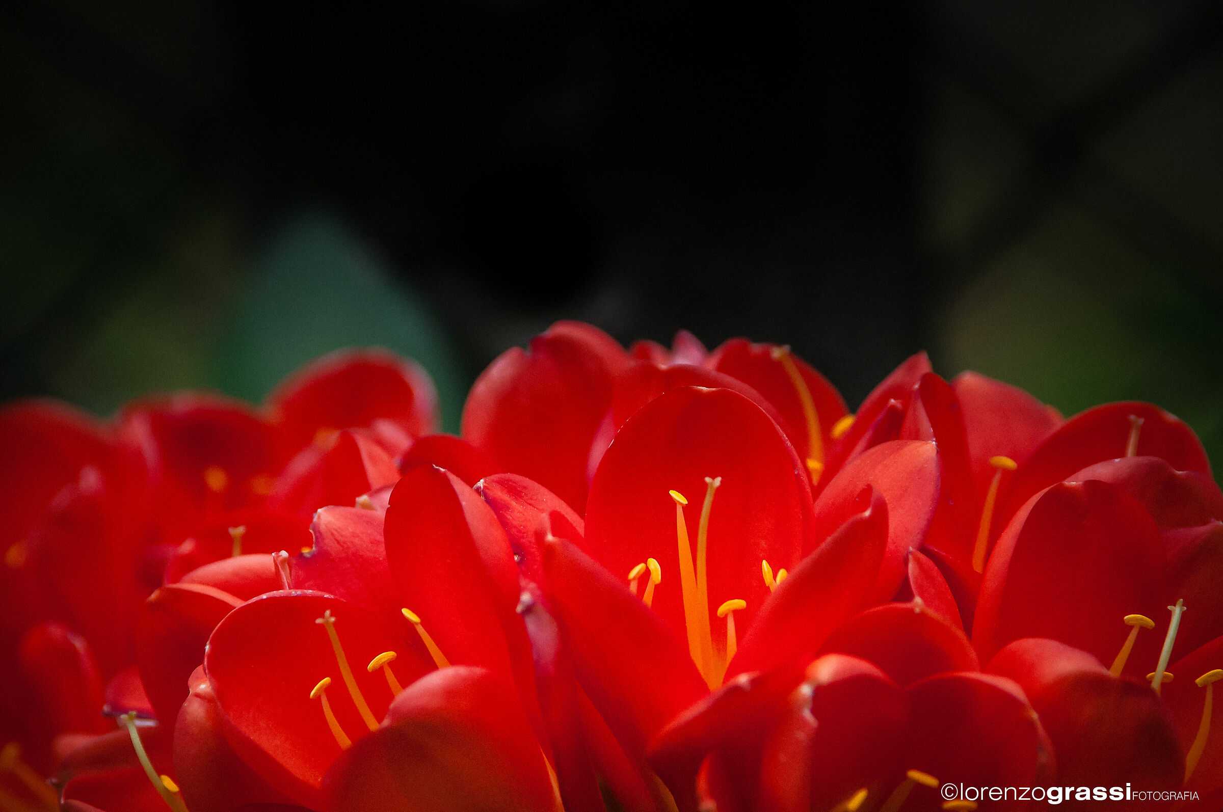 Petal Flames
