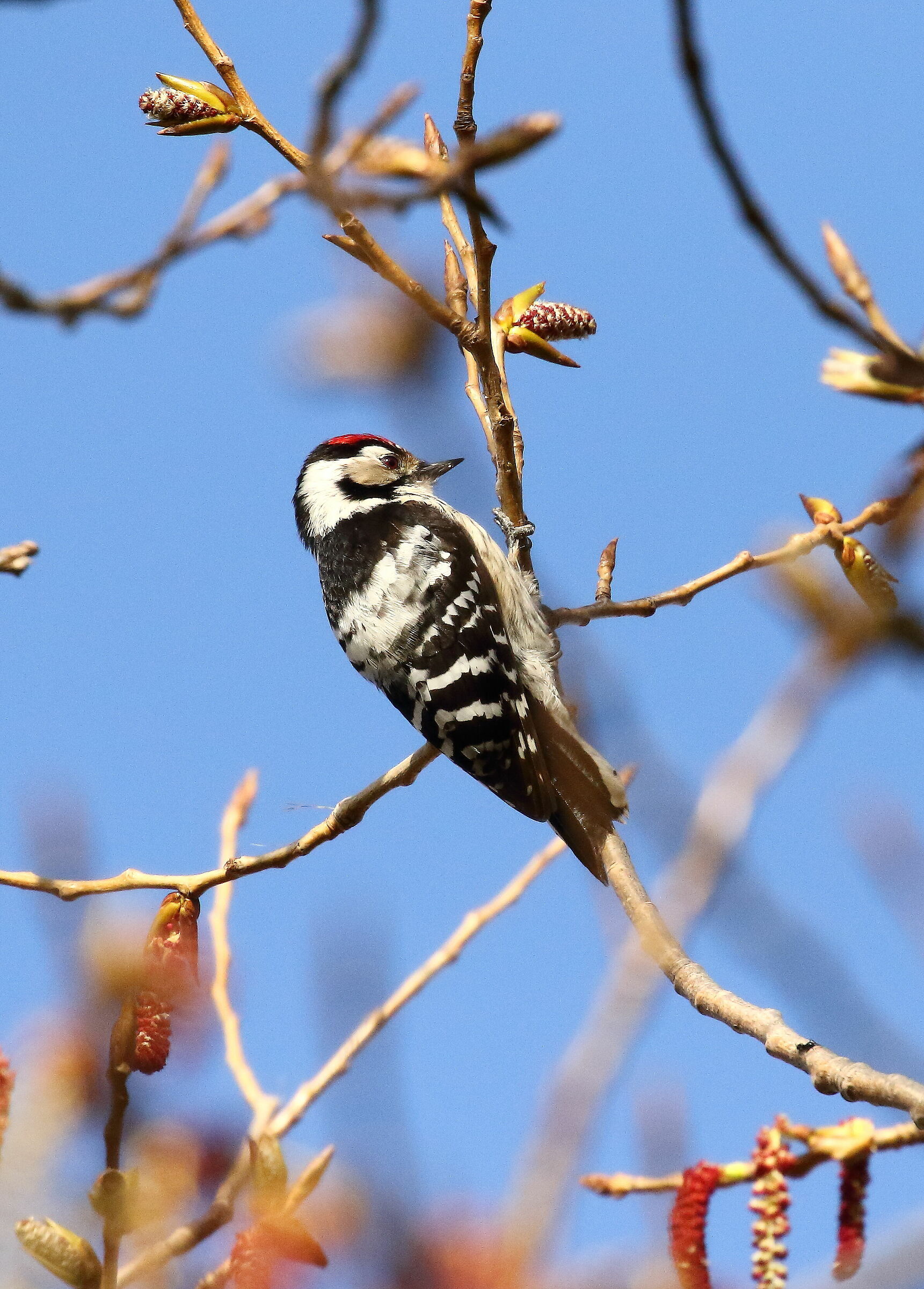 Minor red woodpecker, male