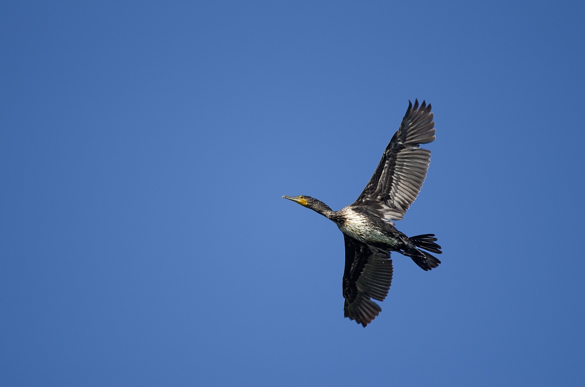 Cormorant