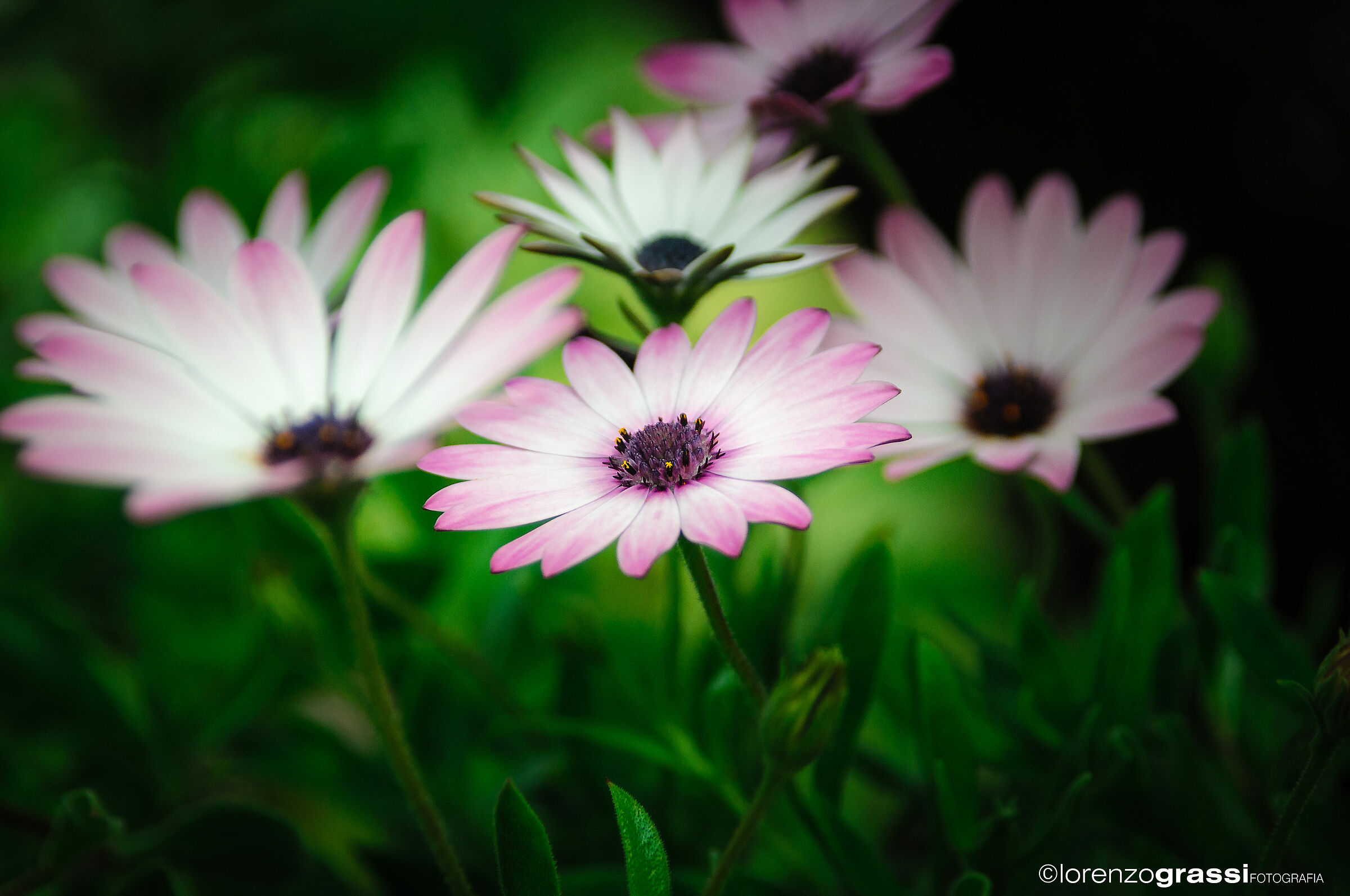 Untitled Photo