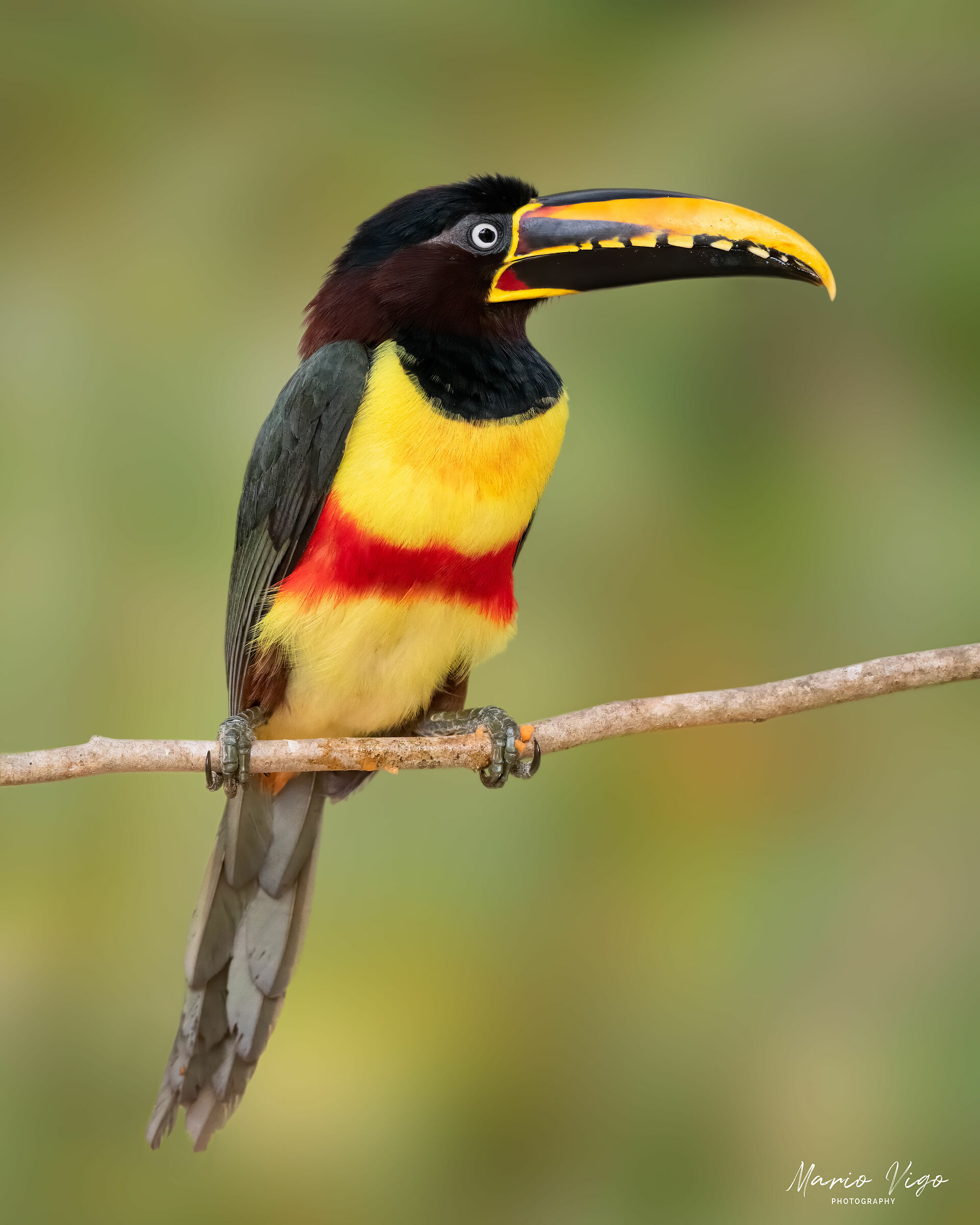 Aracari guancecastane