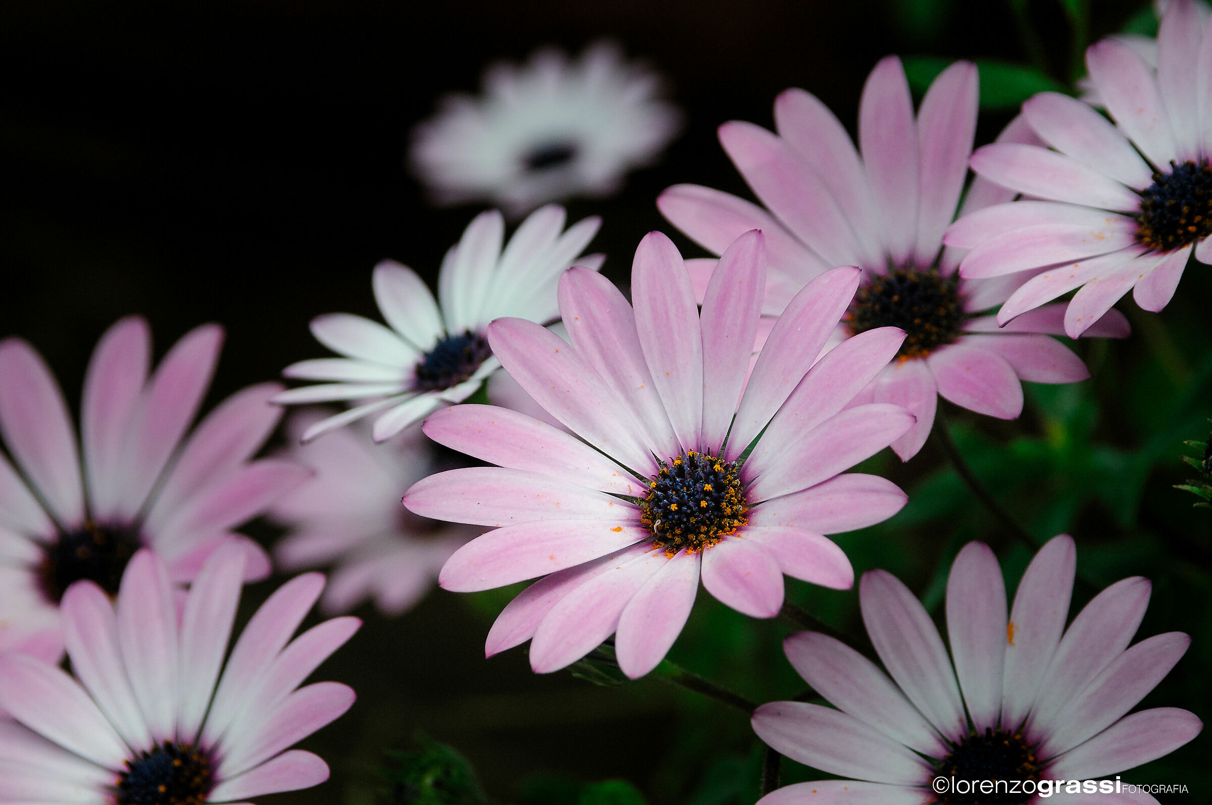 Untitled Photo