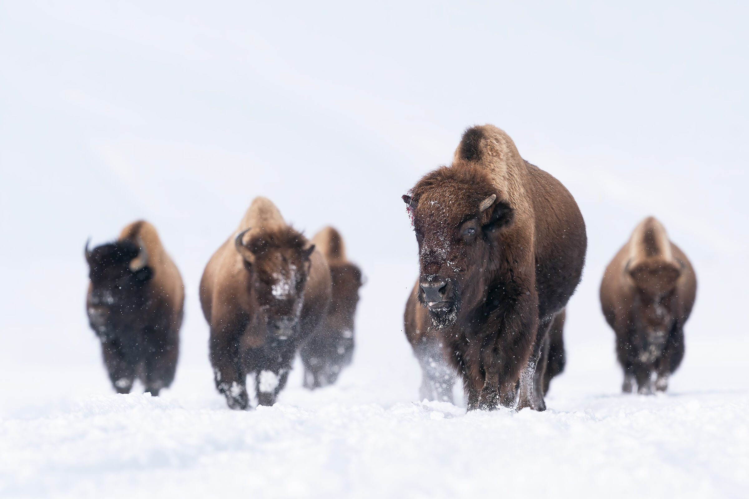 The Walk of the Giants