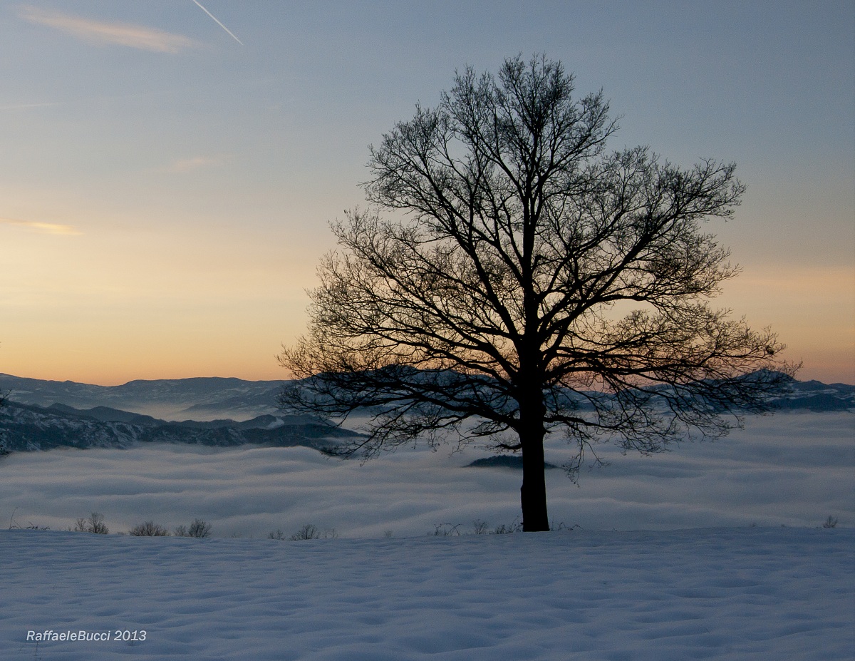 The tree in contemplazone