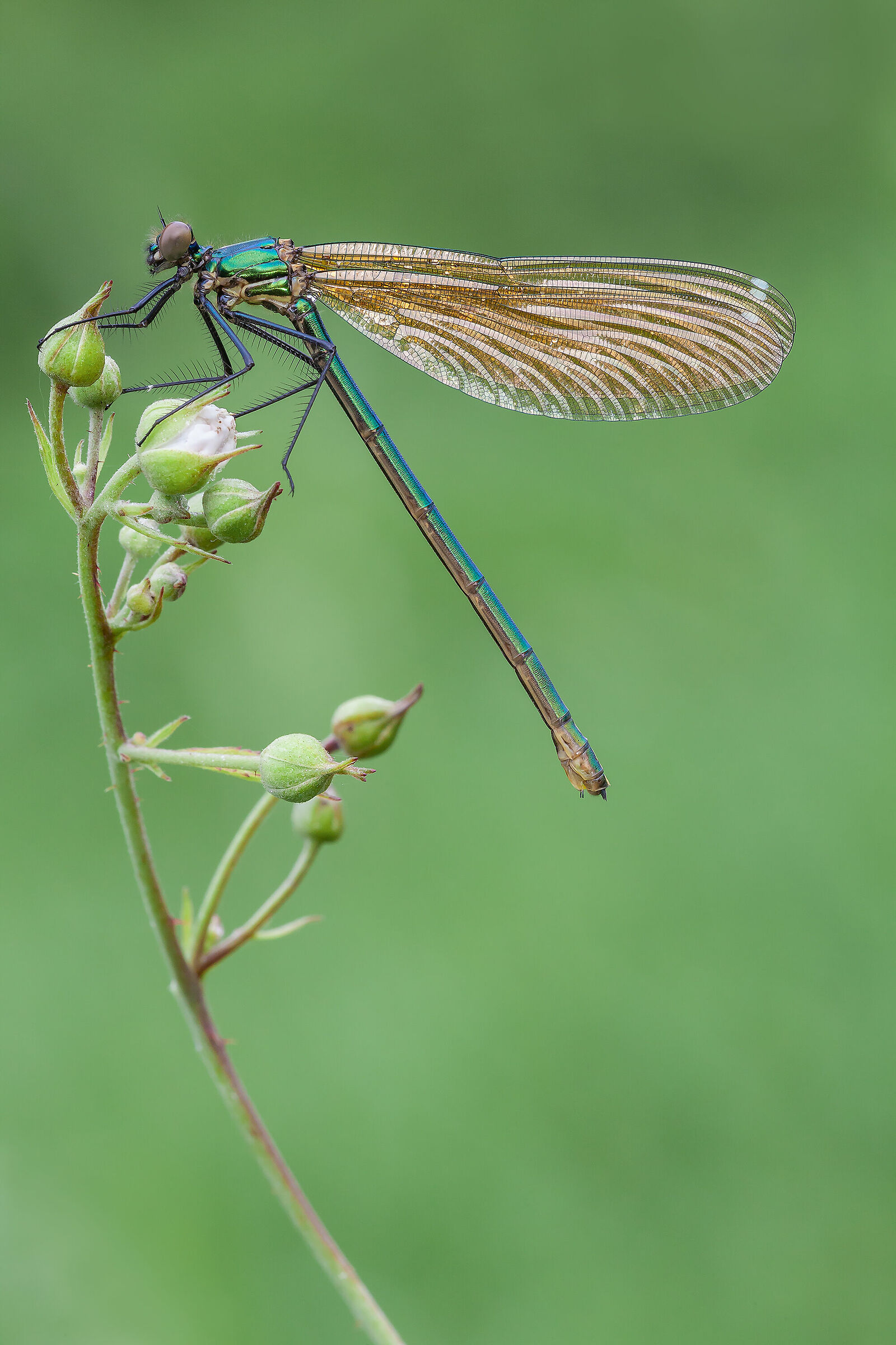 Calopteryx shines